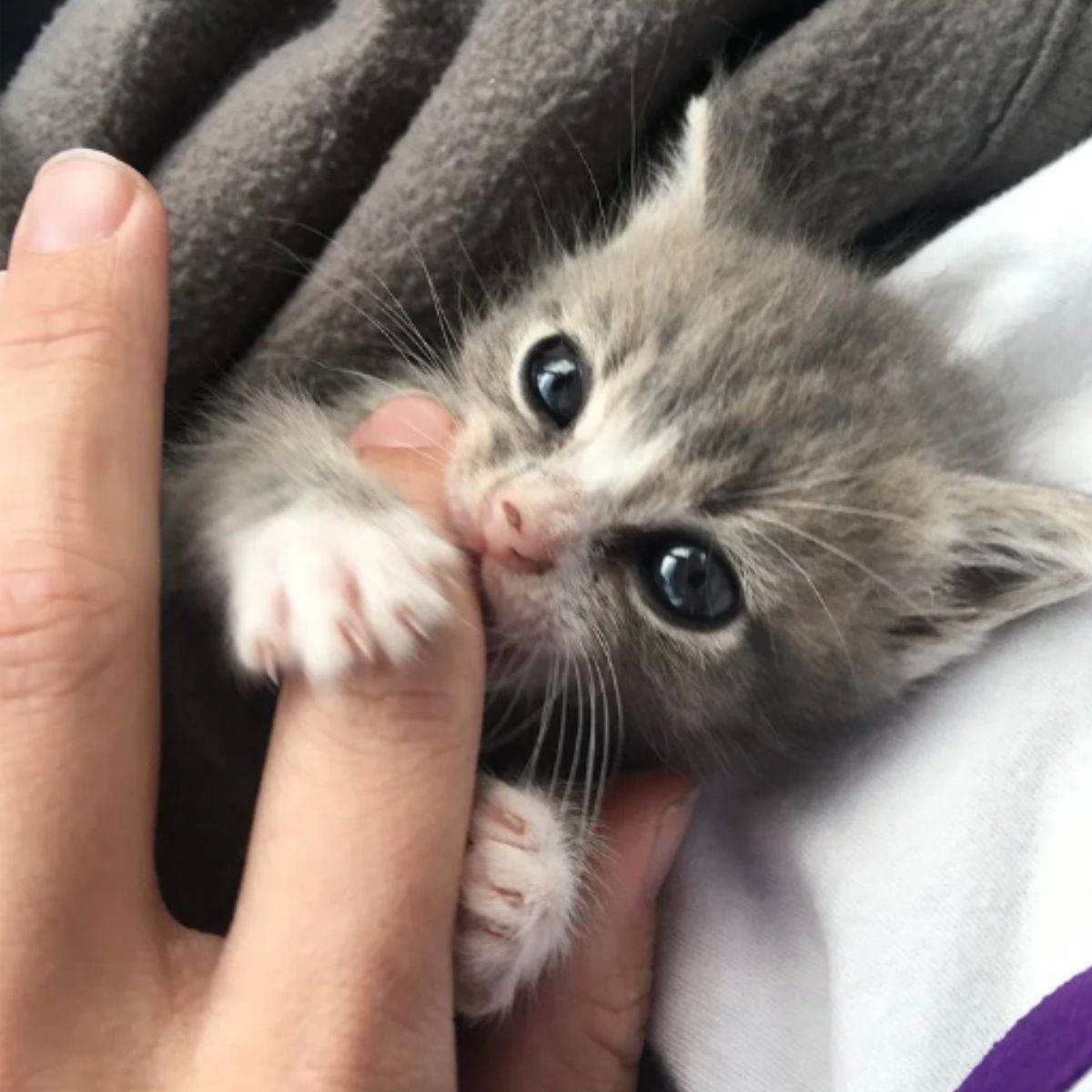 little kitten is biting the finger