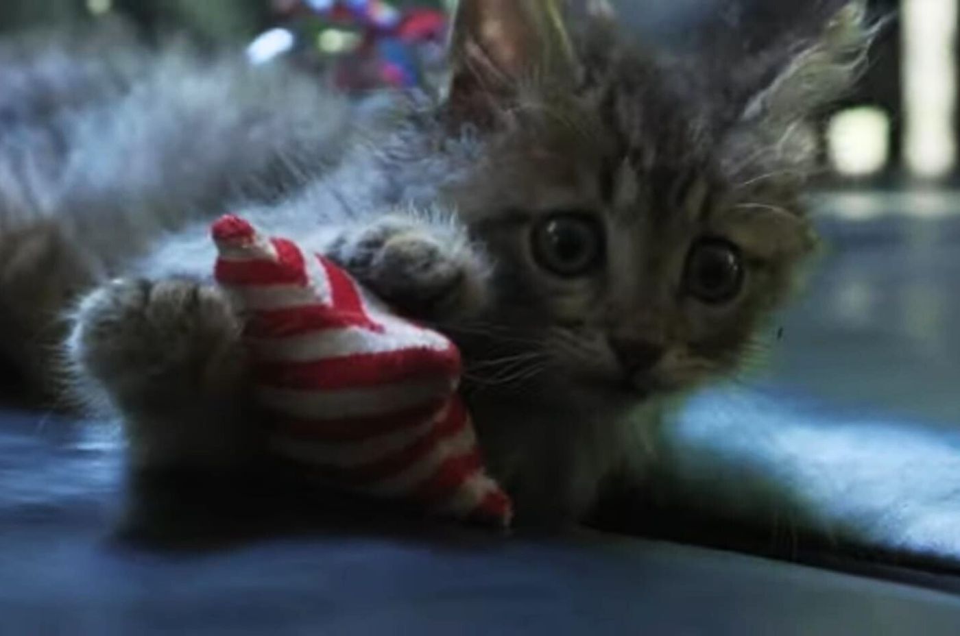 little kitten is playing with a toy