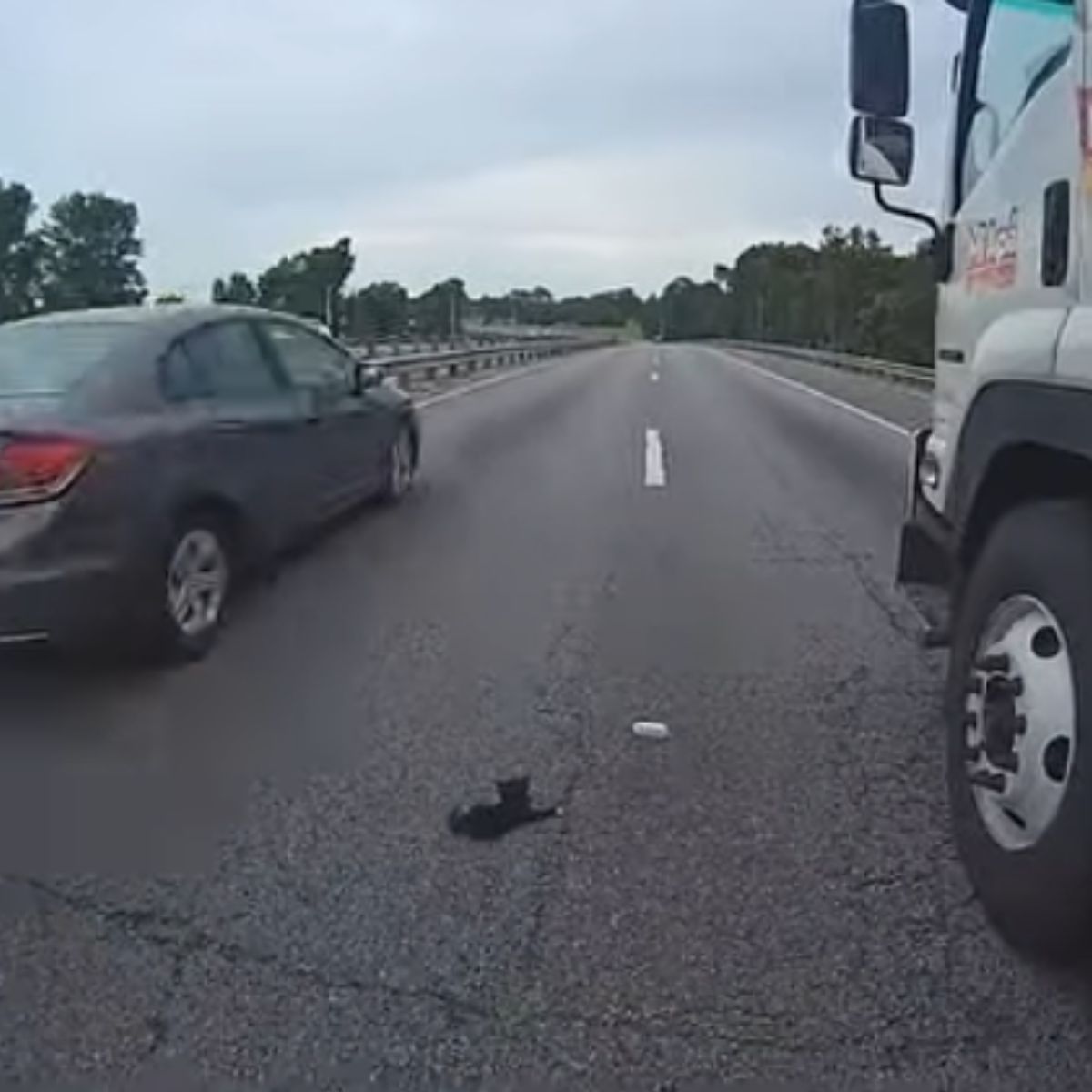 little kitten on the highway