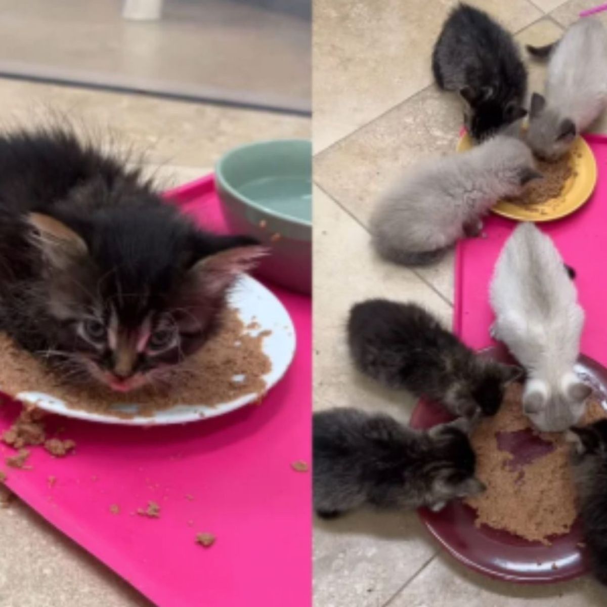 little kittens eat