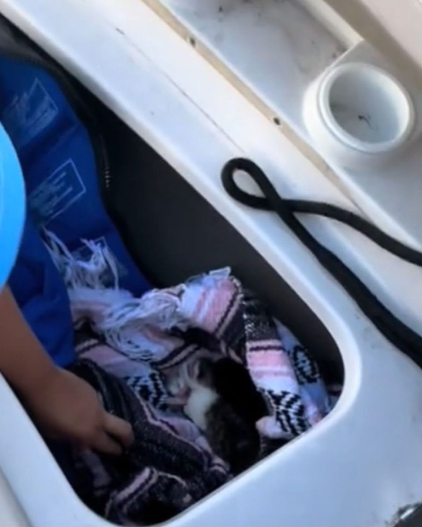 little kittens on board