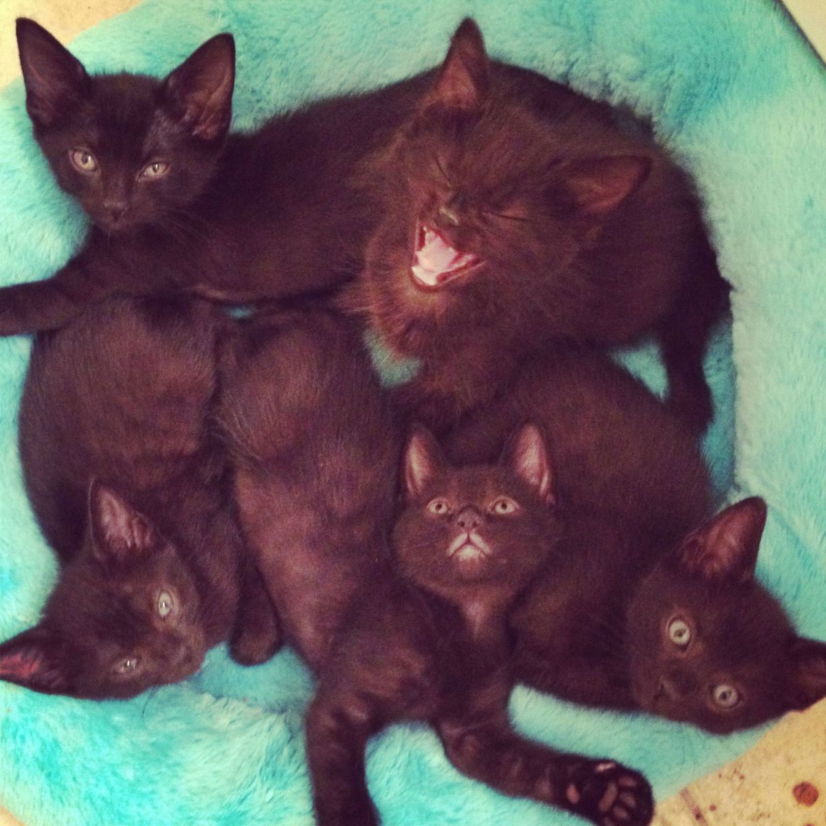 little kittens
