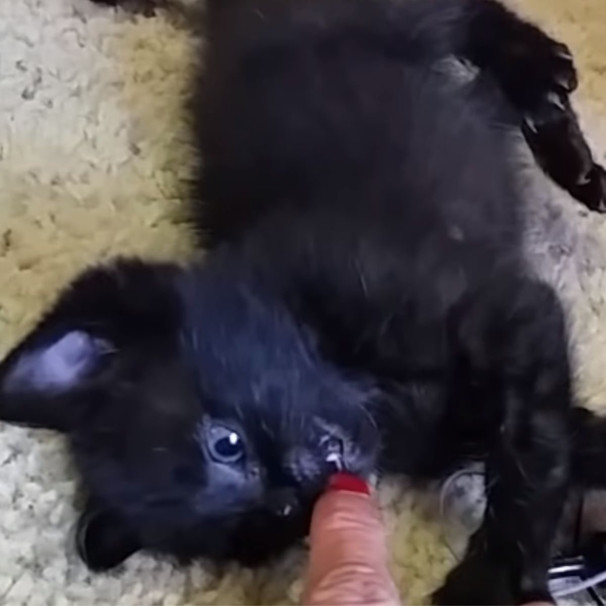 little pretty black kitten