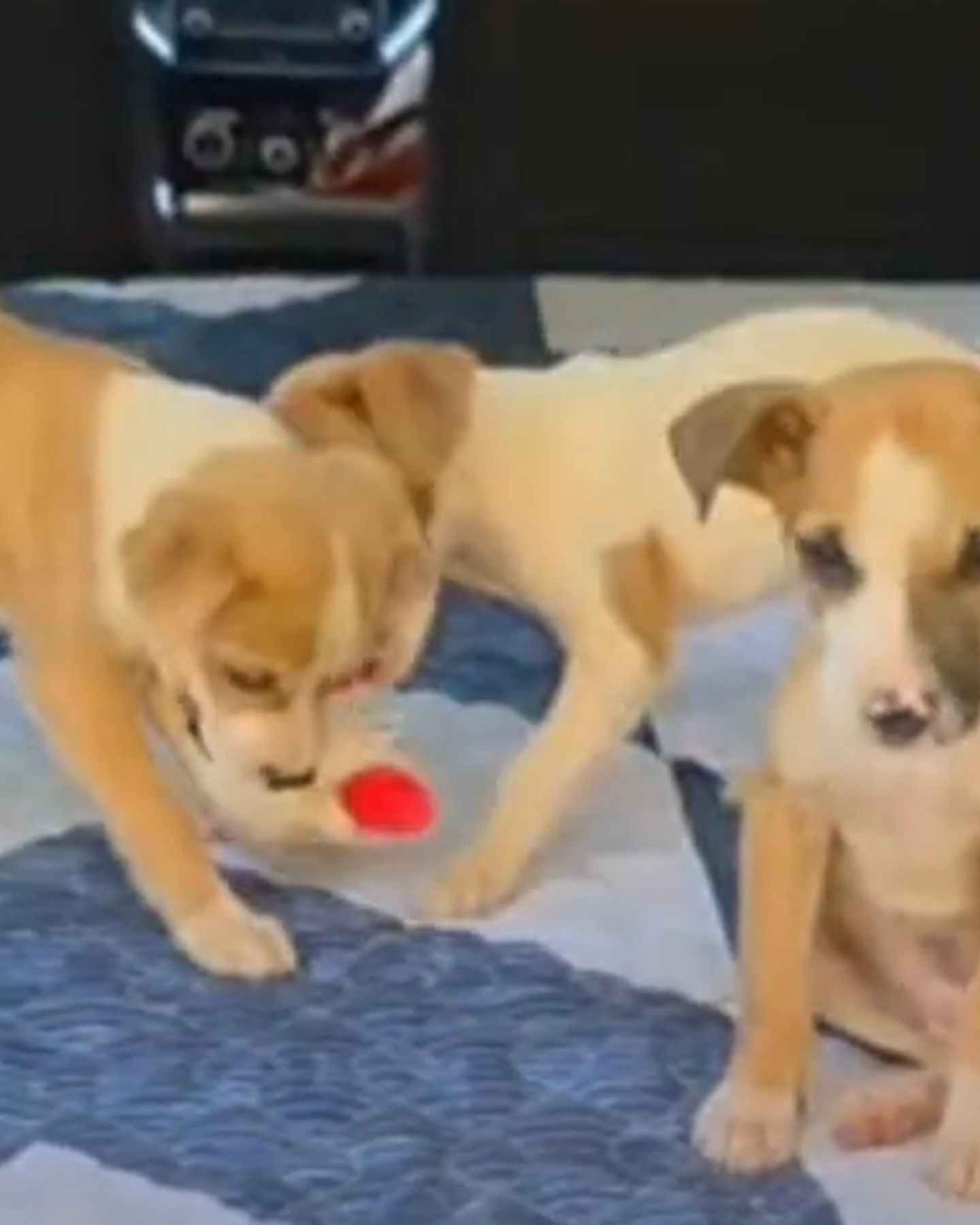 little puppies are playing