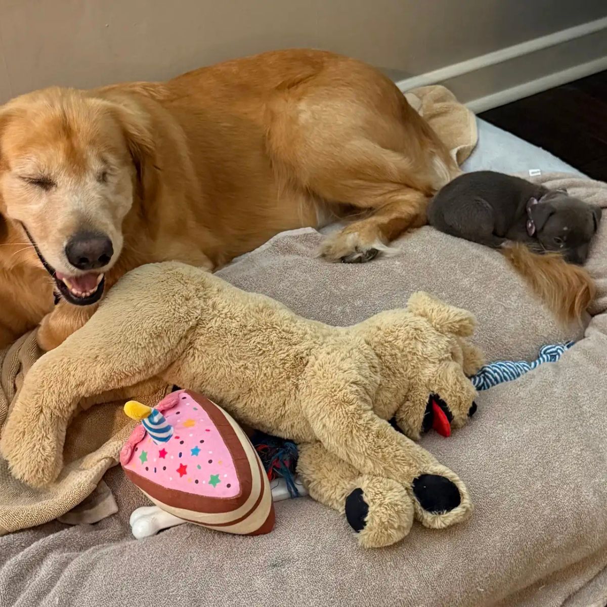 little puppy lies next to the big one