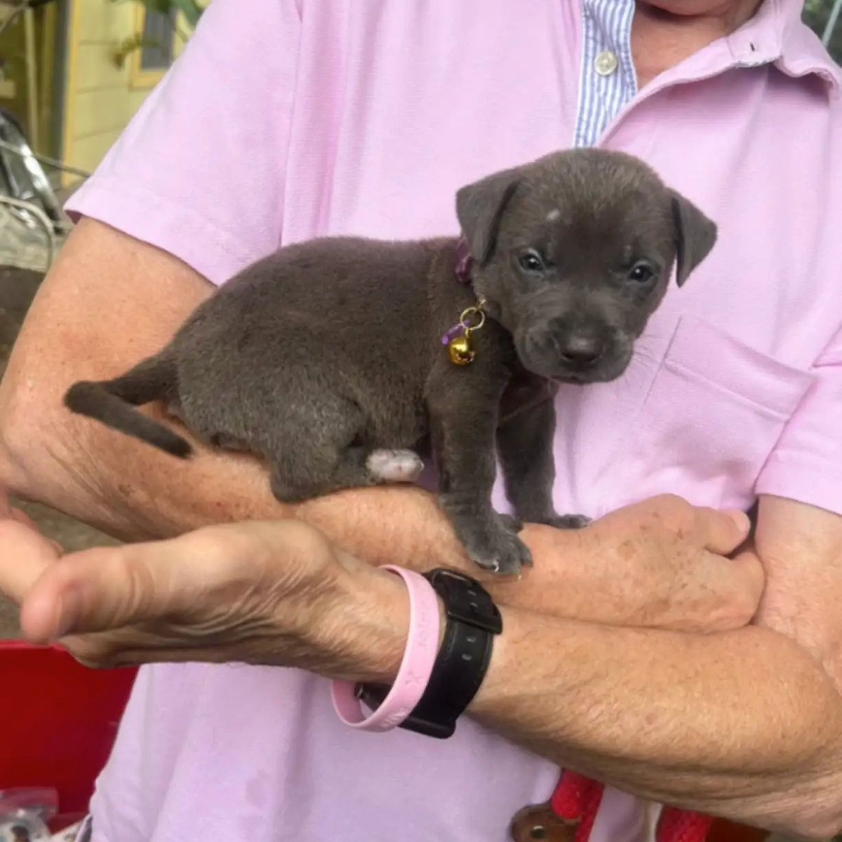 little puppy on hand