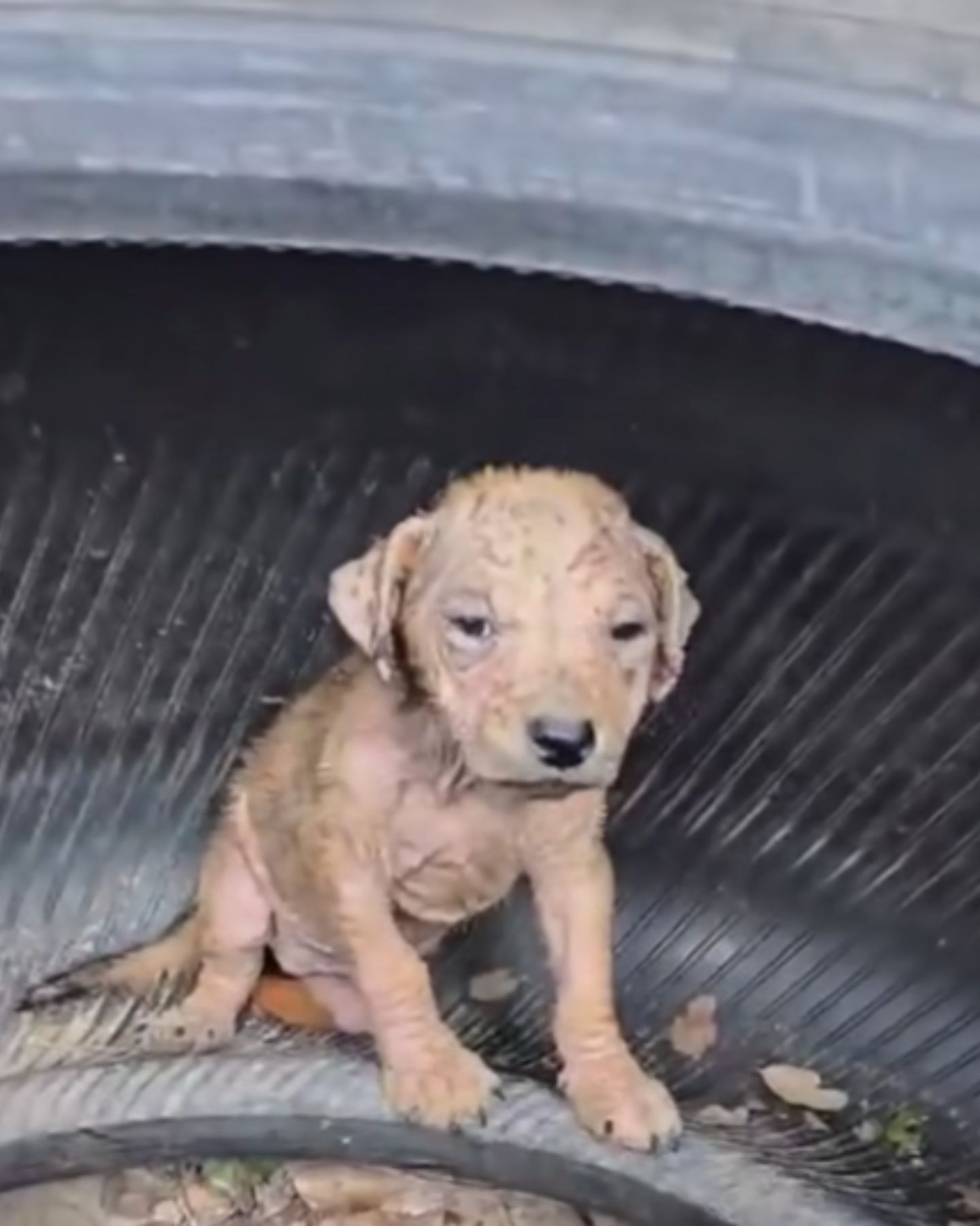 little puppy peeking out of the tire