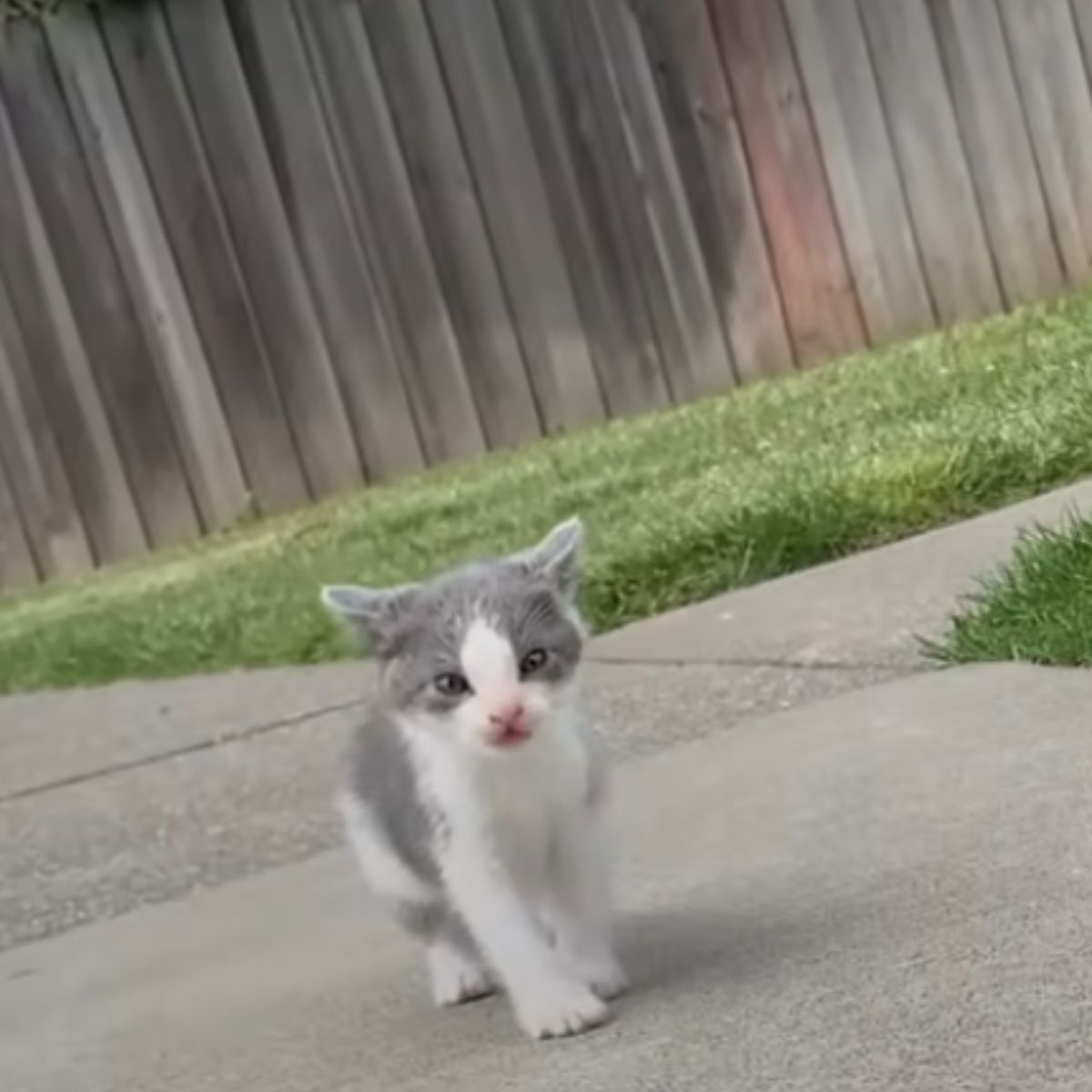 little stray kitten