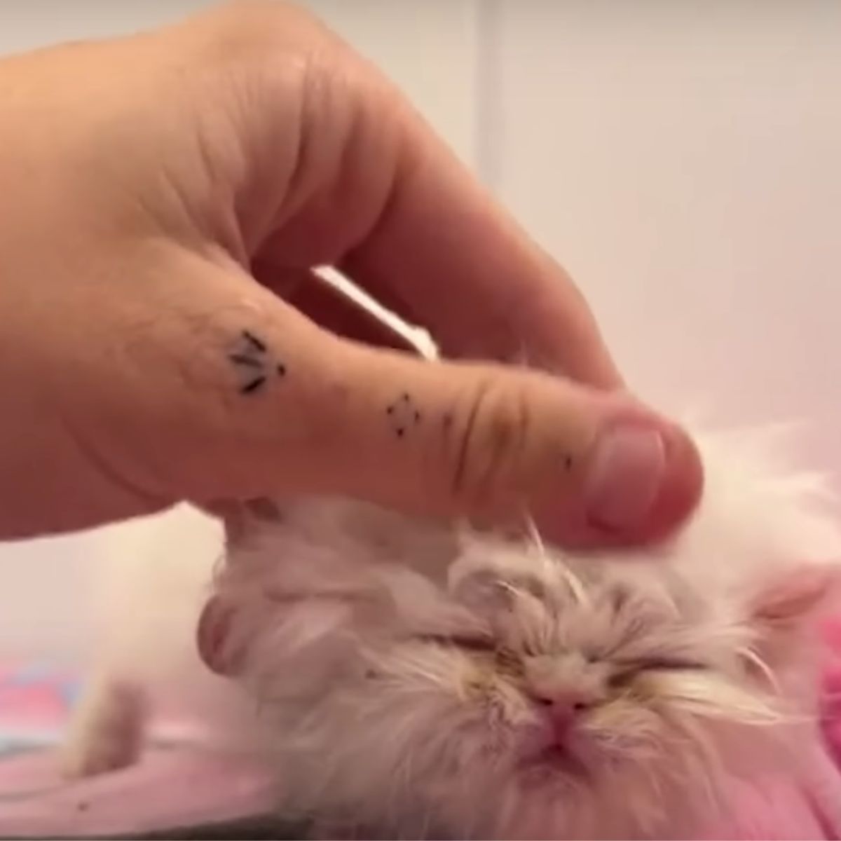 little white kitten is being cuddled