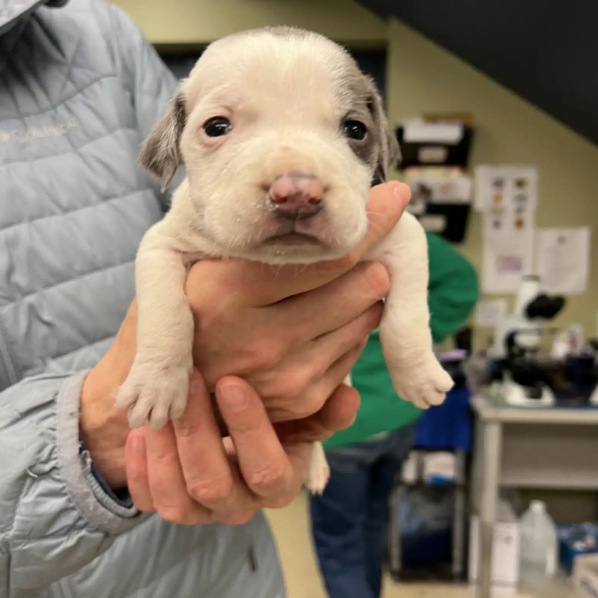 little white puppy