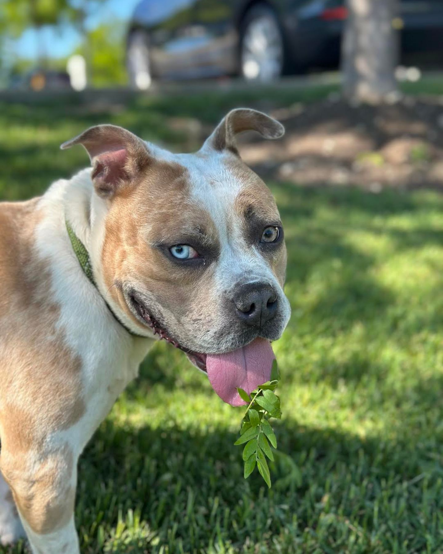 lively shelter pup in nature