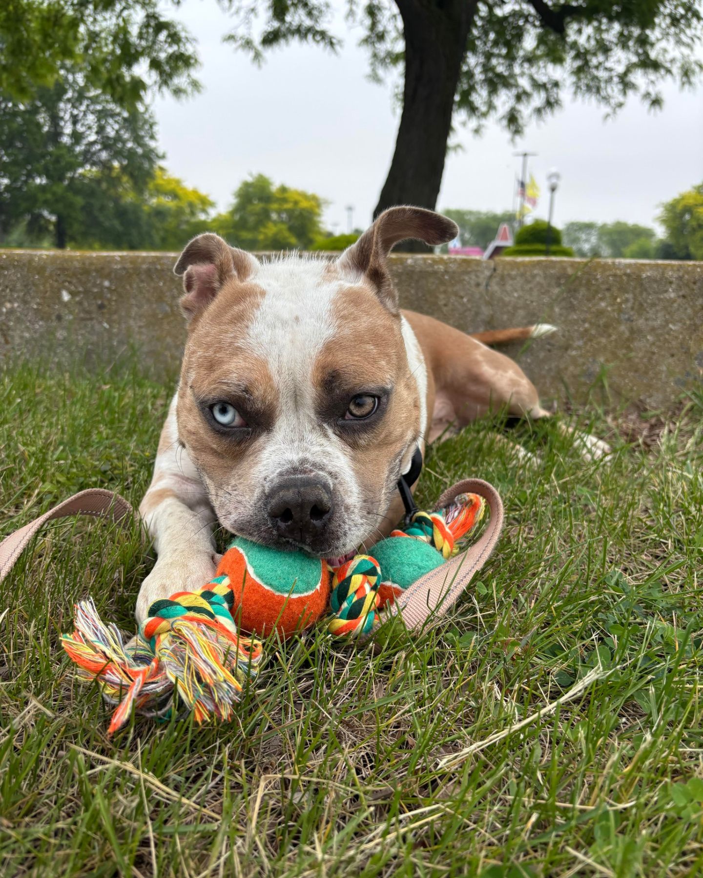 lively shelter pup playing outside