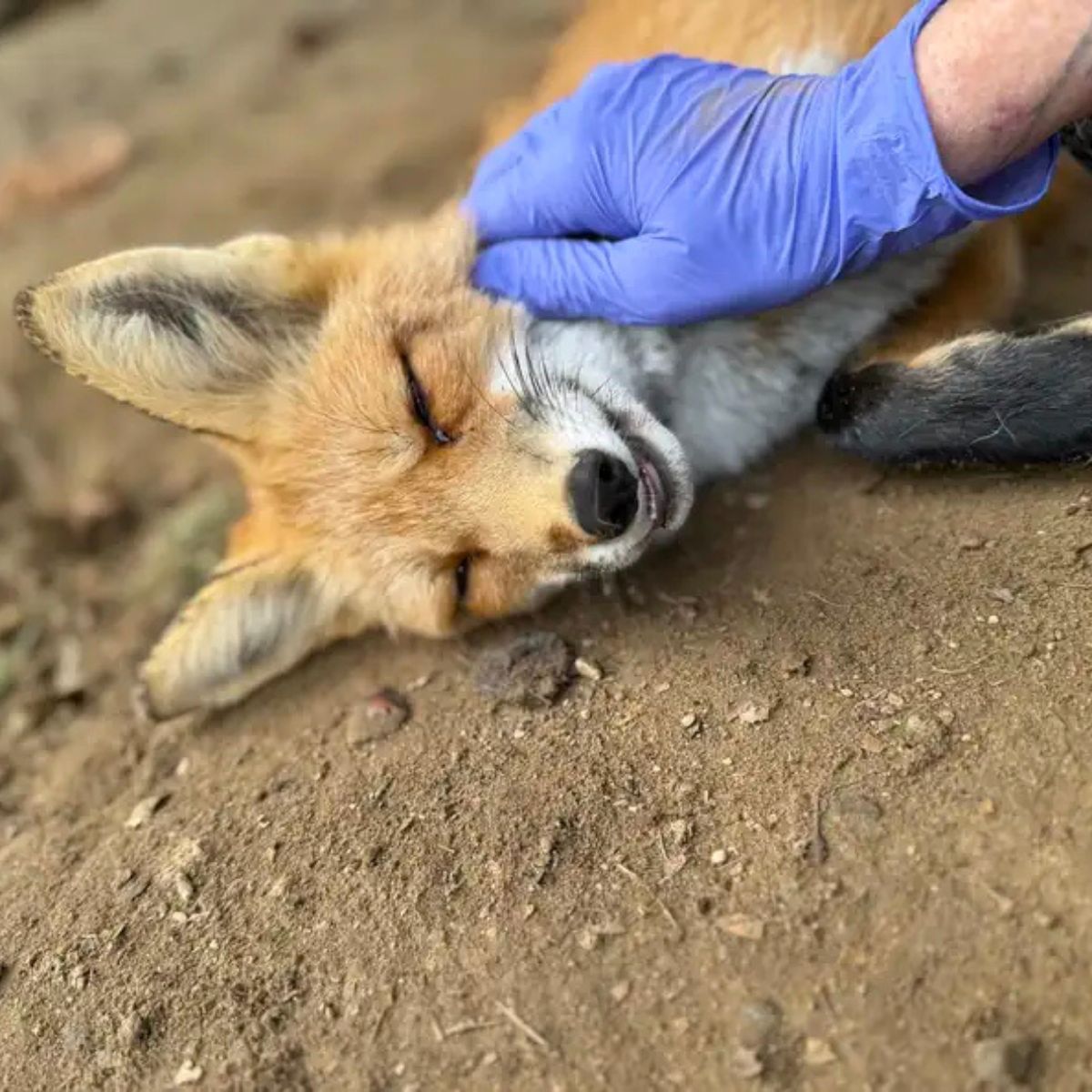 lonely baby fox