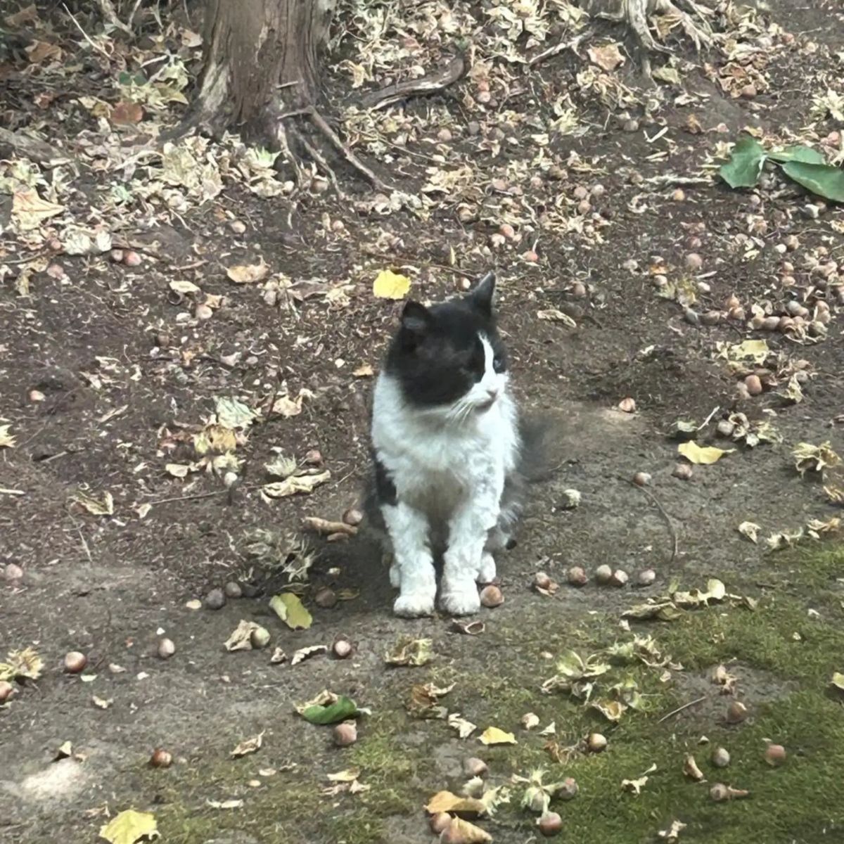 lonely cat in yard