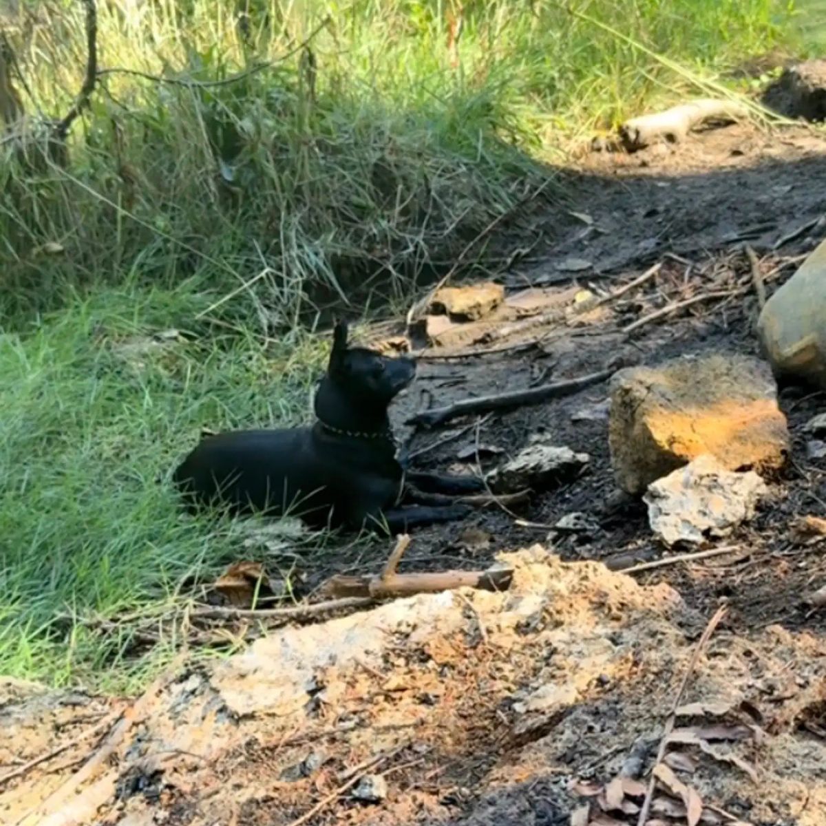 lonely dog ​​in the forest