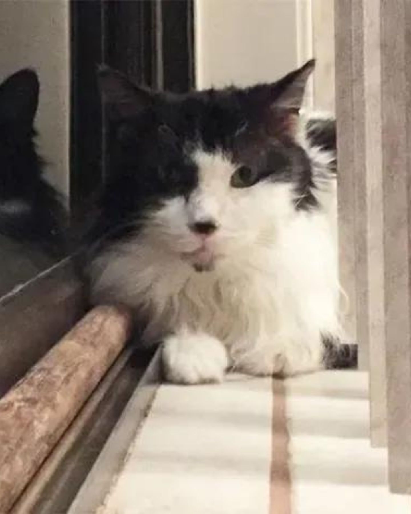 long-haired cat on window
