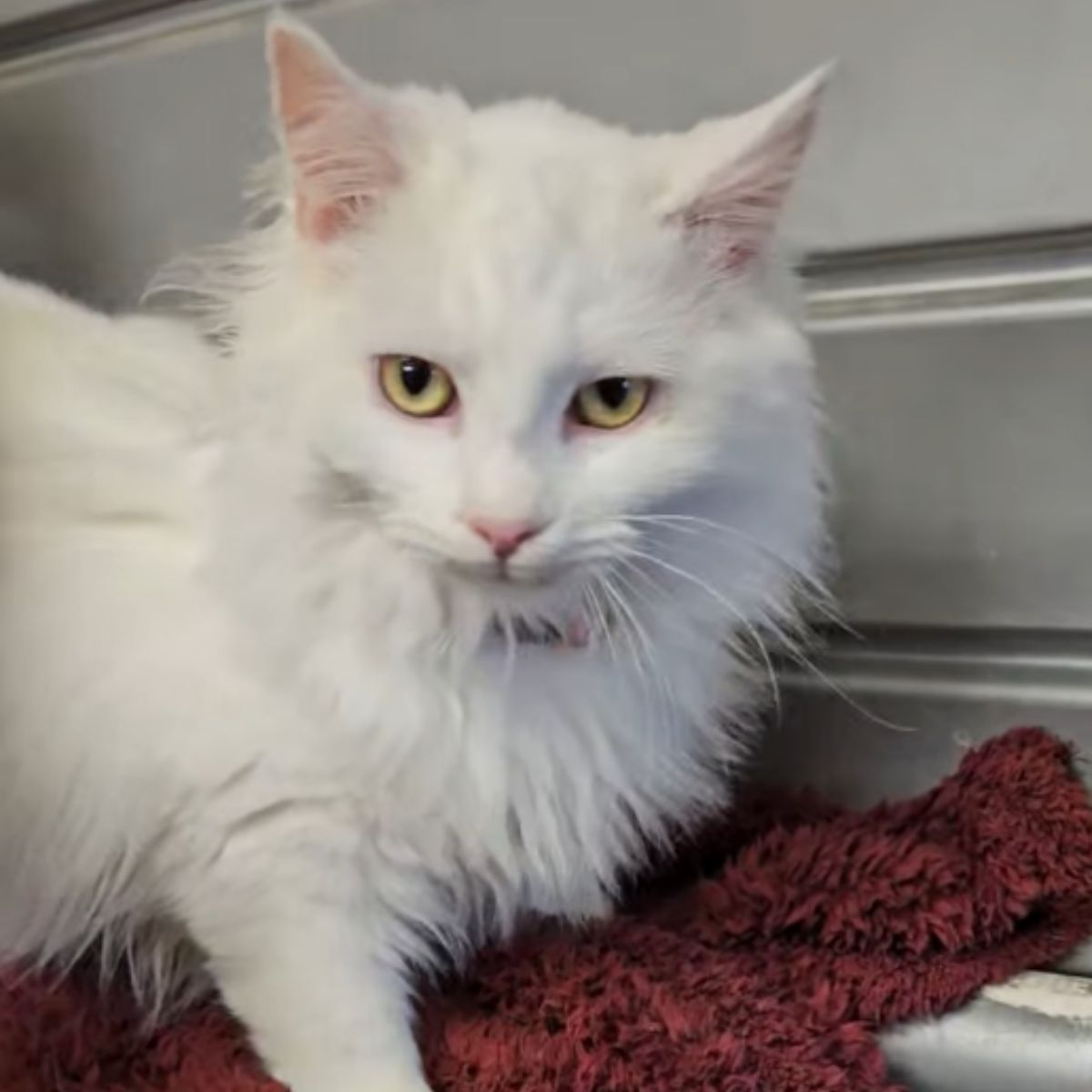 long haired white cat