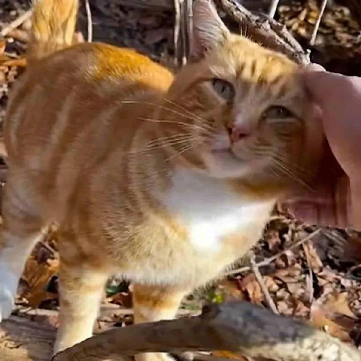 lost cat cuddling
