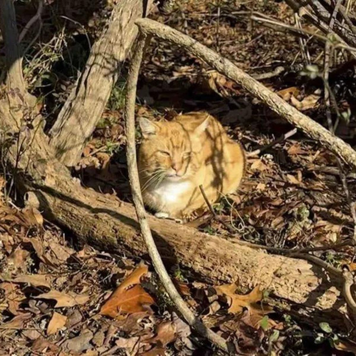 lost cat in the park