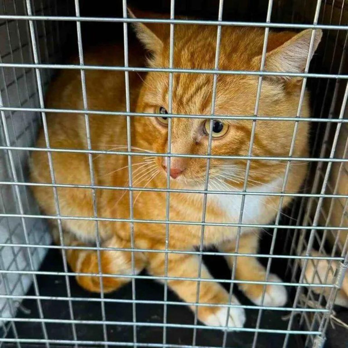 lost cat trapped in a cage
