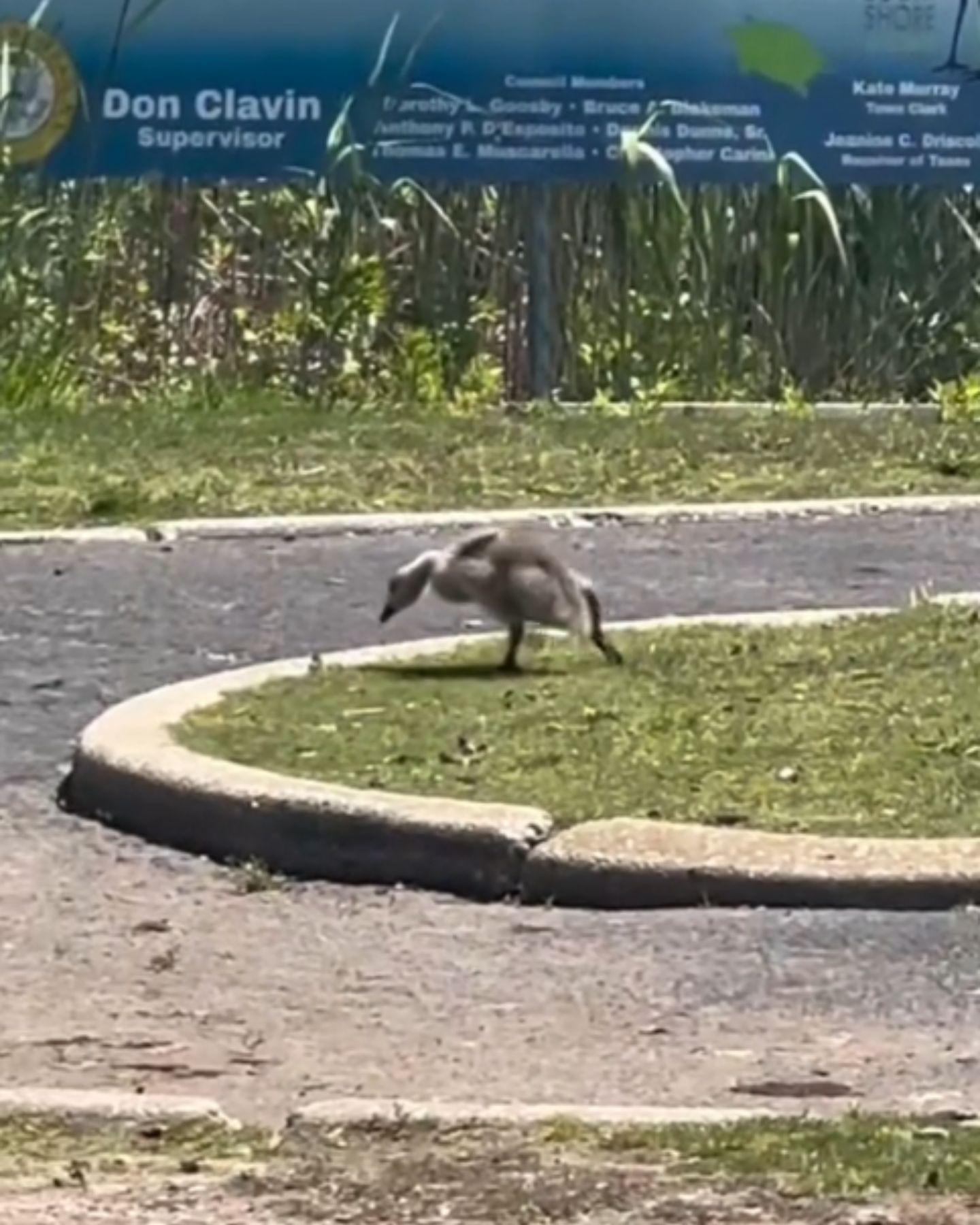 lost gosling in the park