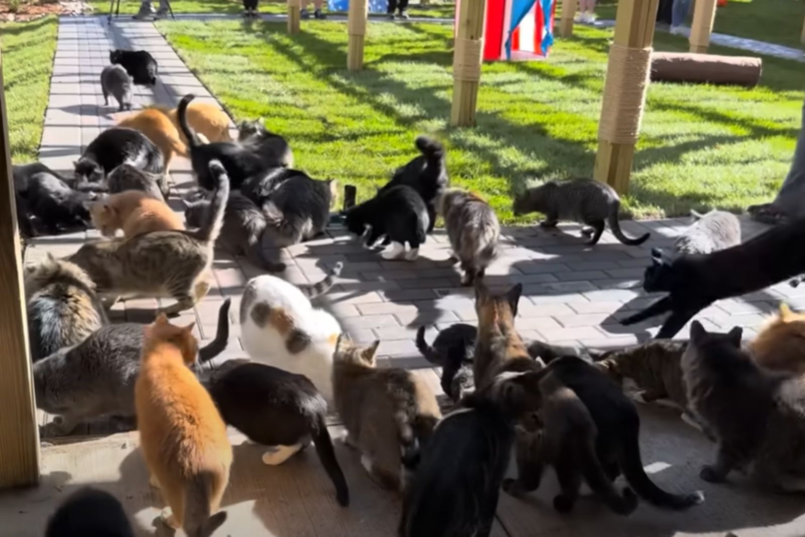 lots of cats outside