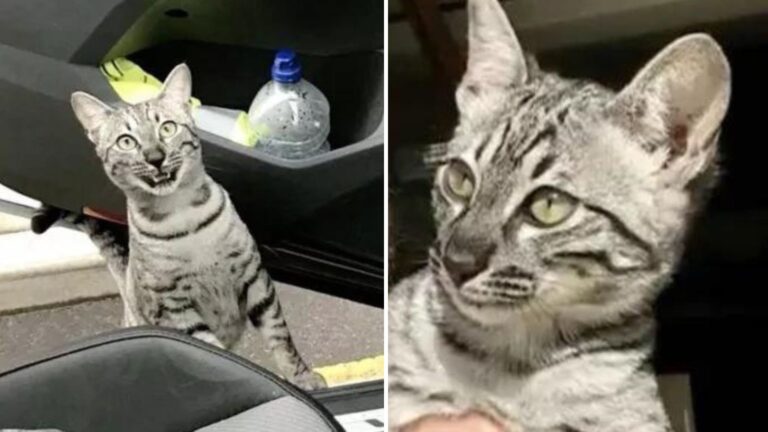 California Man Stops In Shock After Bumping Into His Own Cat On The Street