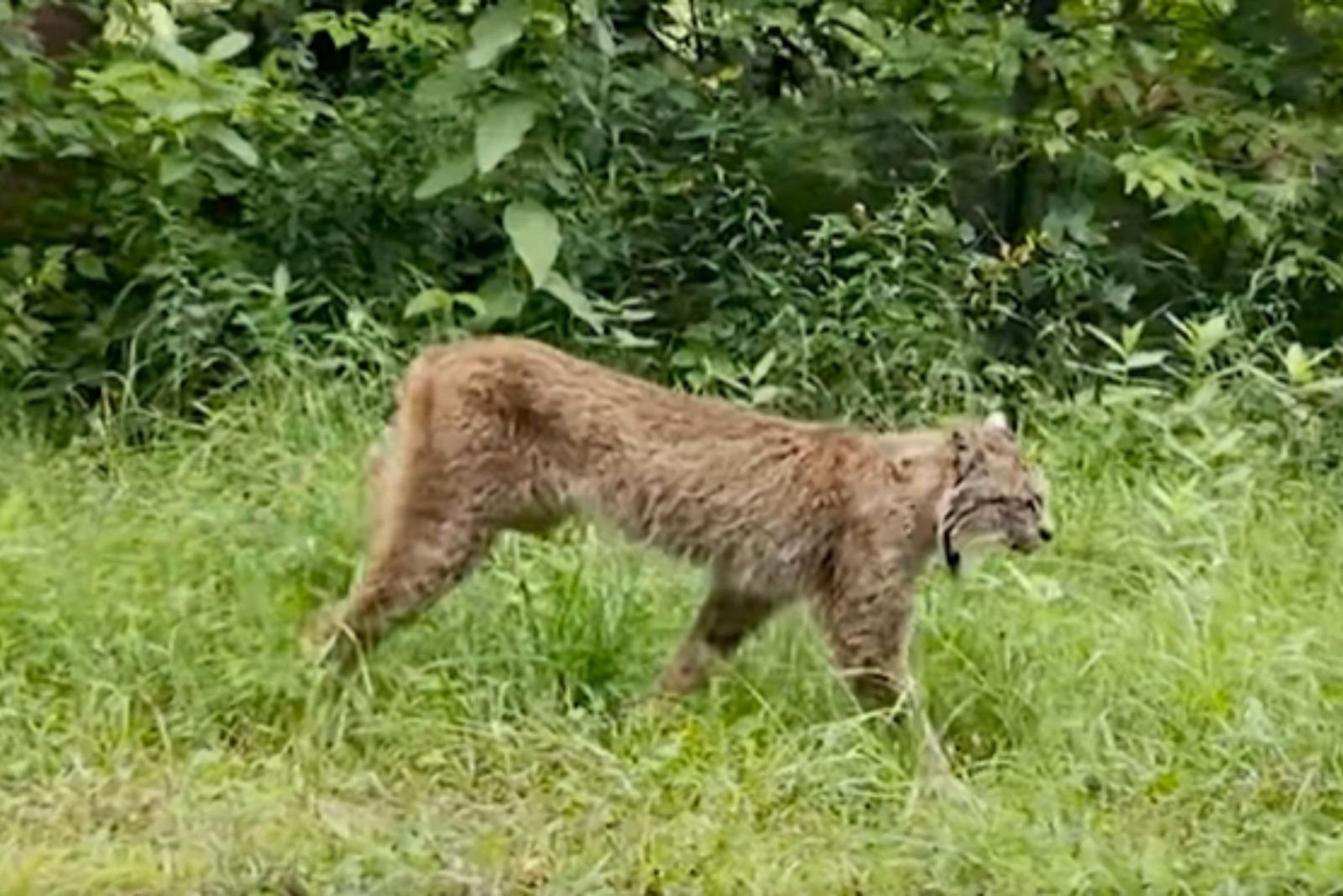 lynx in the forest