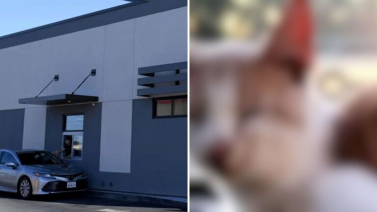 Texas Man Pulls Into Taco Bell Drive-Through, Then Unexpected Creature Hops Right Into His Car