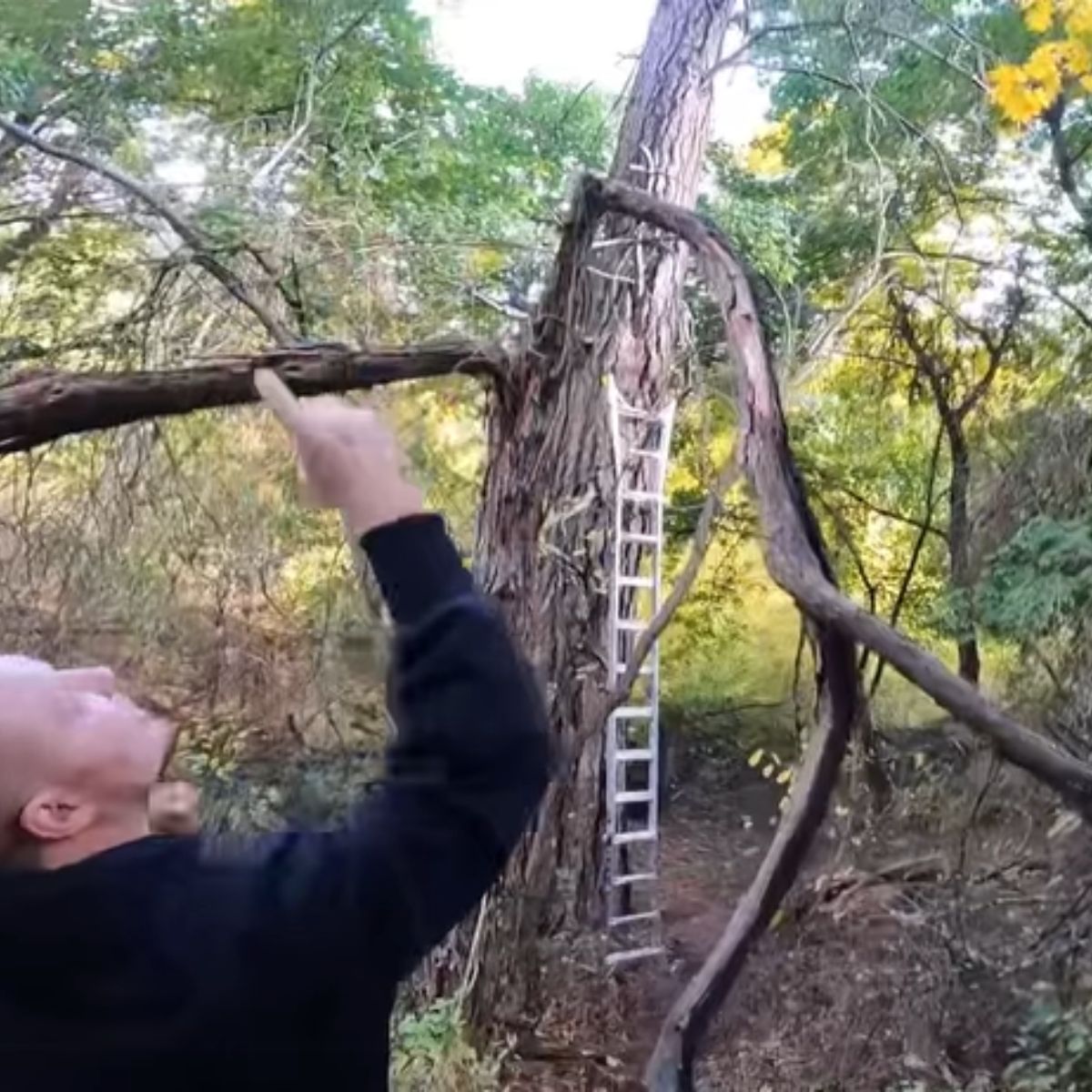 man looking at a tree