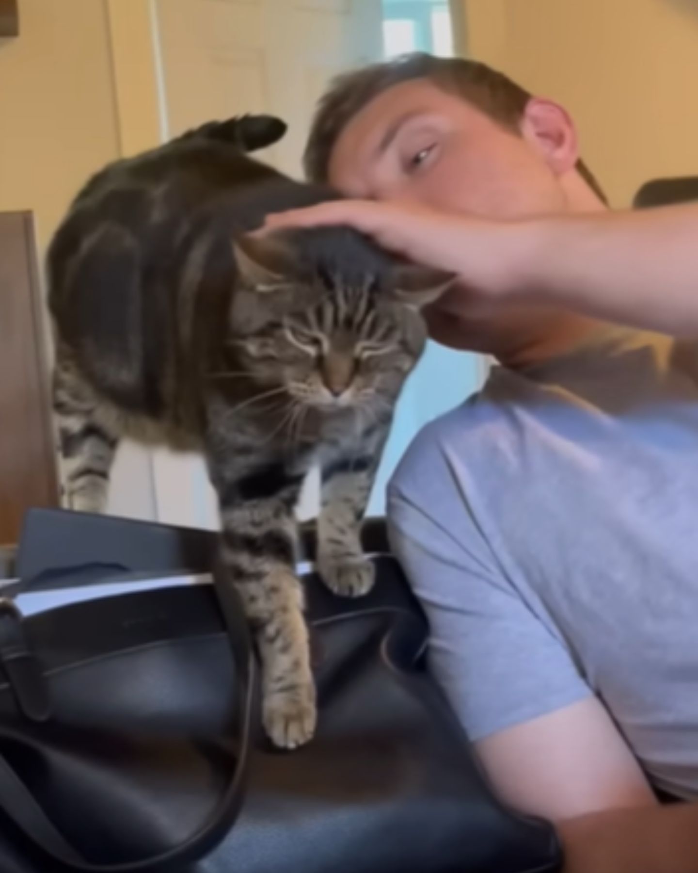 man petting a senior tabby cat