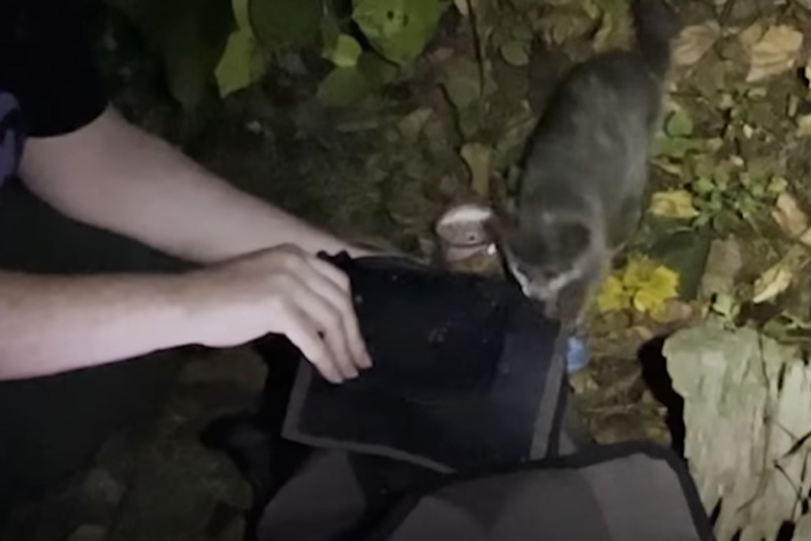 man rescuing cat
