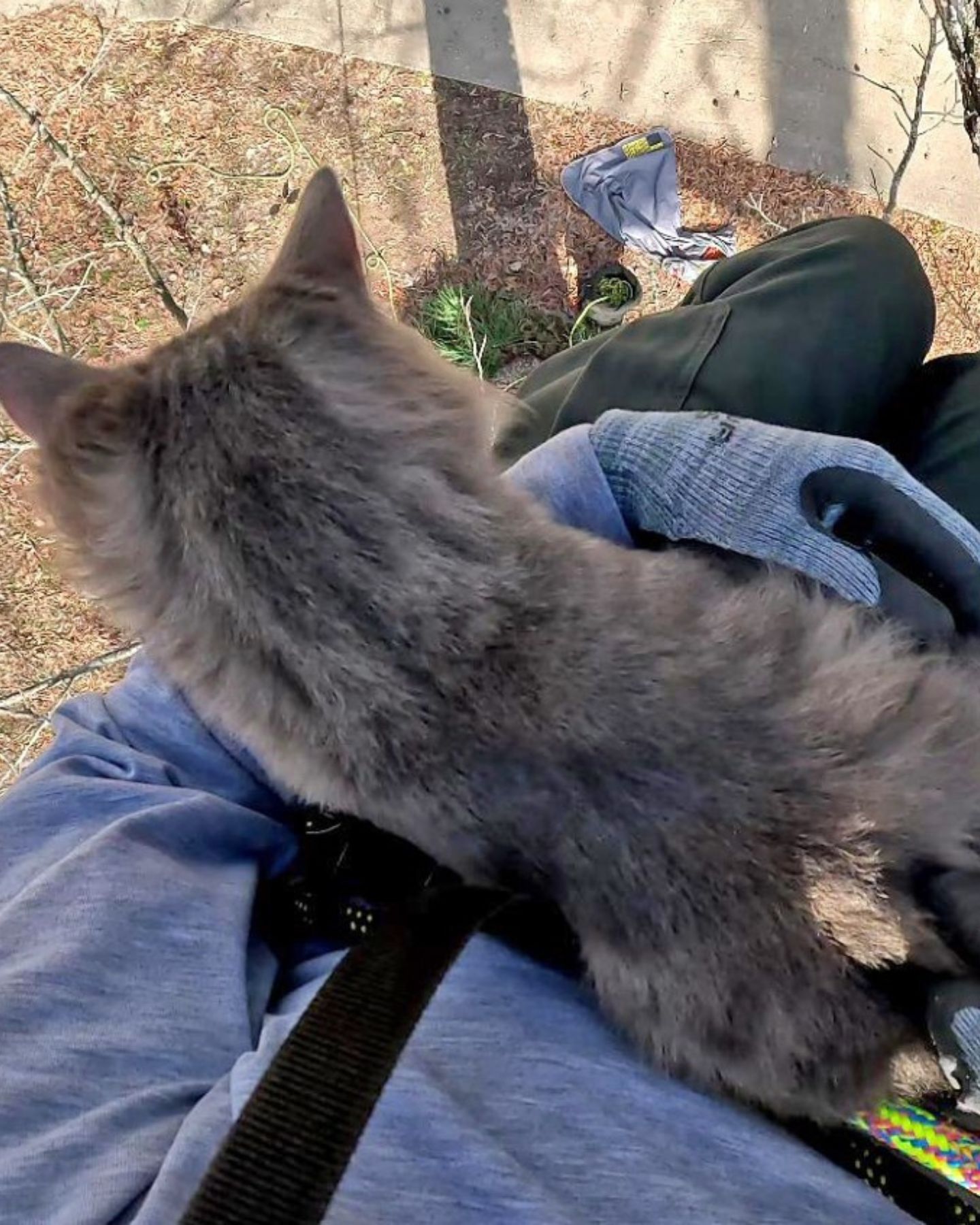 man took a cat from a tree