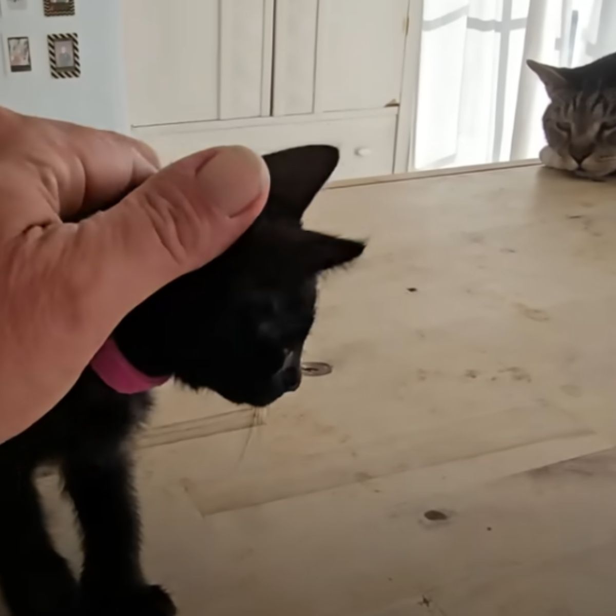 meeting of a black cat with another cat