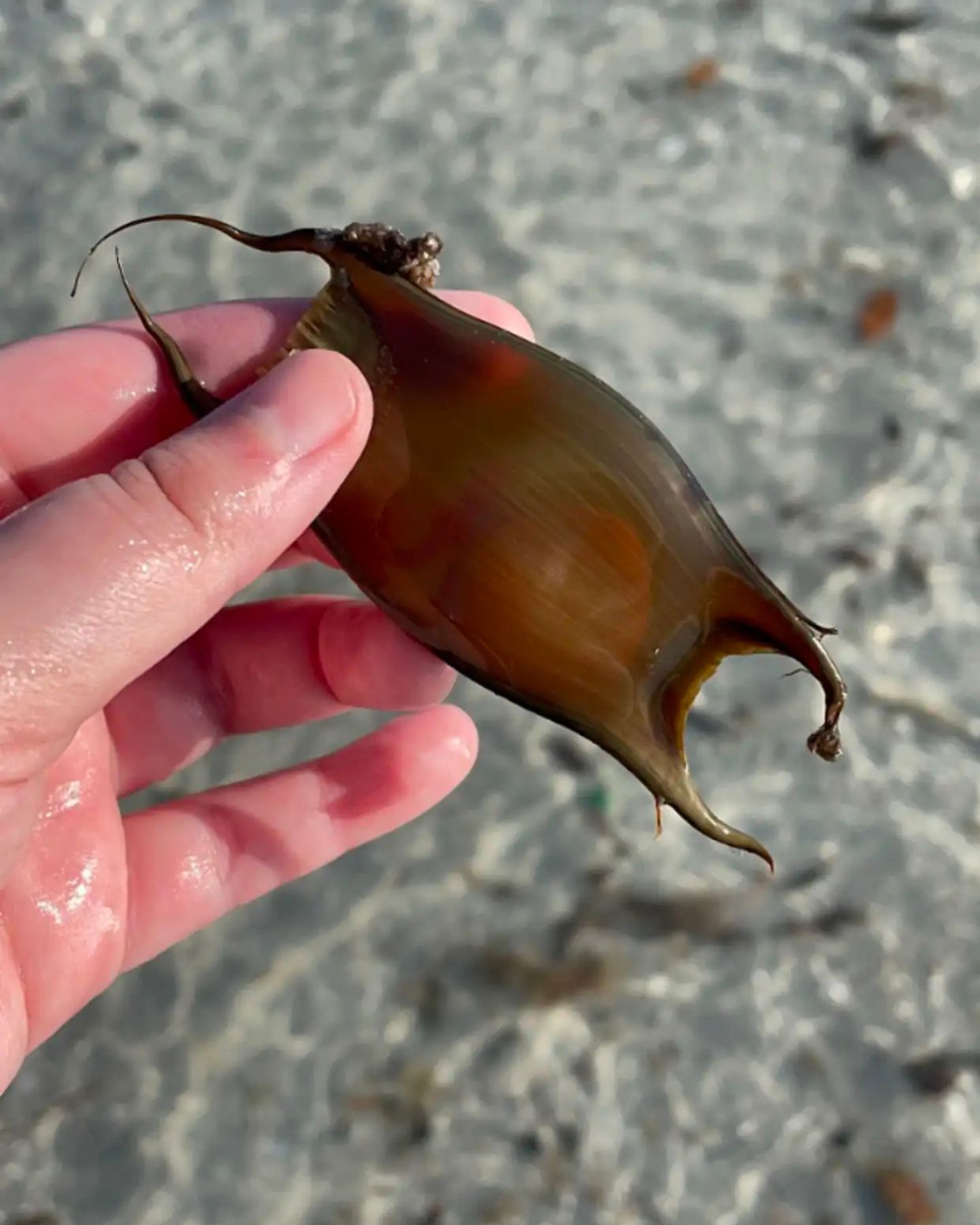 mermaid's purse on the beach