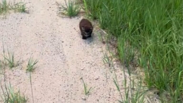 Woman Hears Faint Cries On The Roadside In Missouri And Ends Up Saving A Precious Little Life