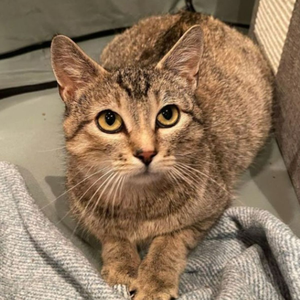 mom cat