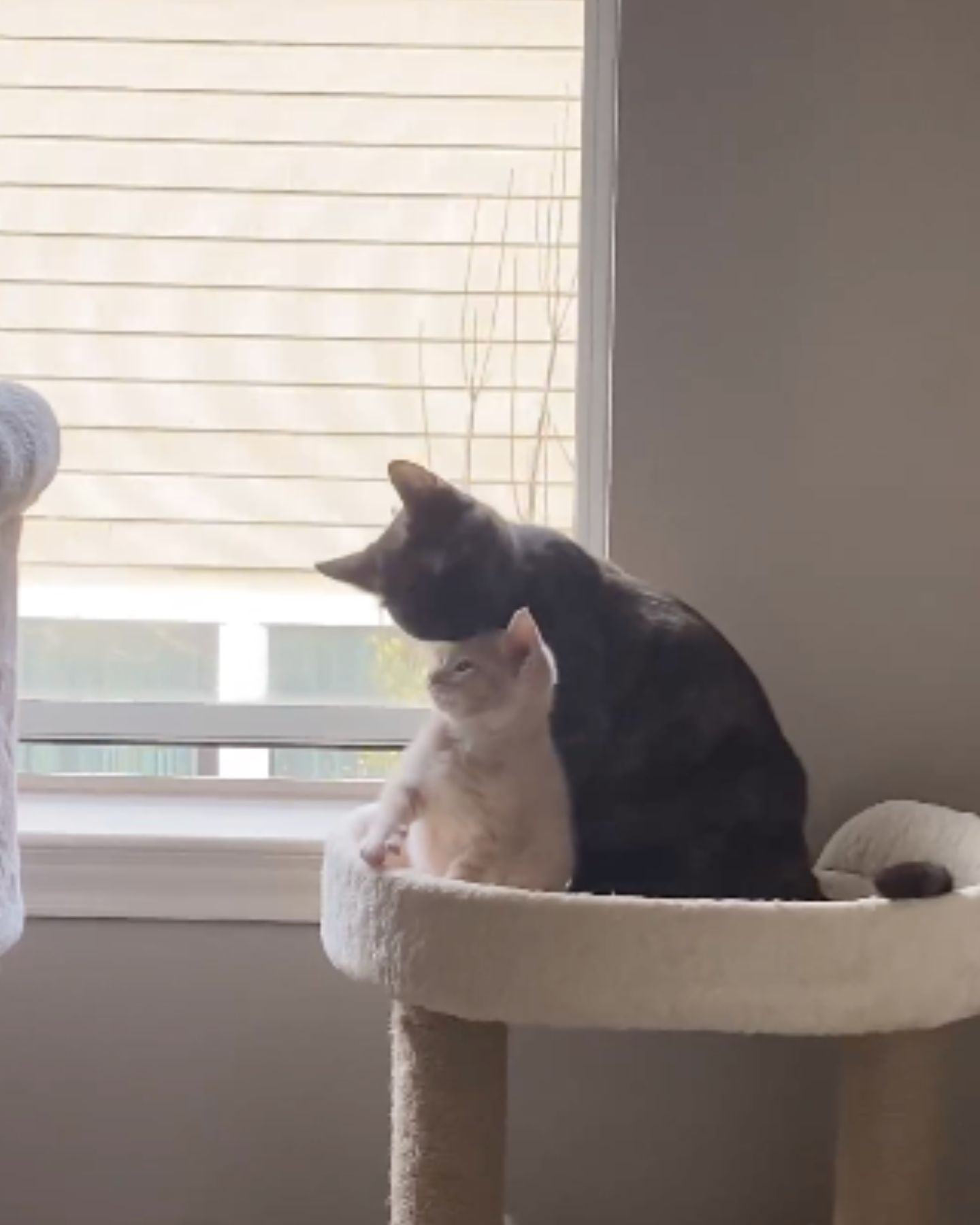 mom cat licks baby cat