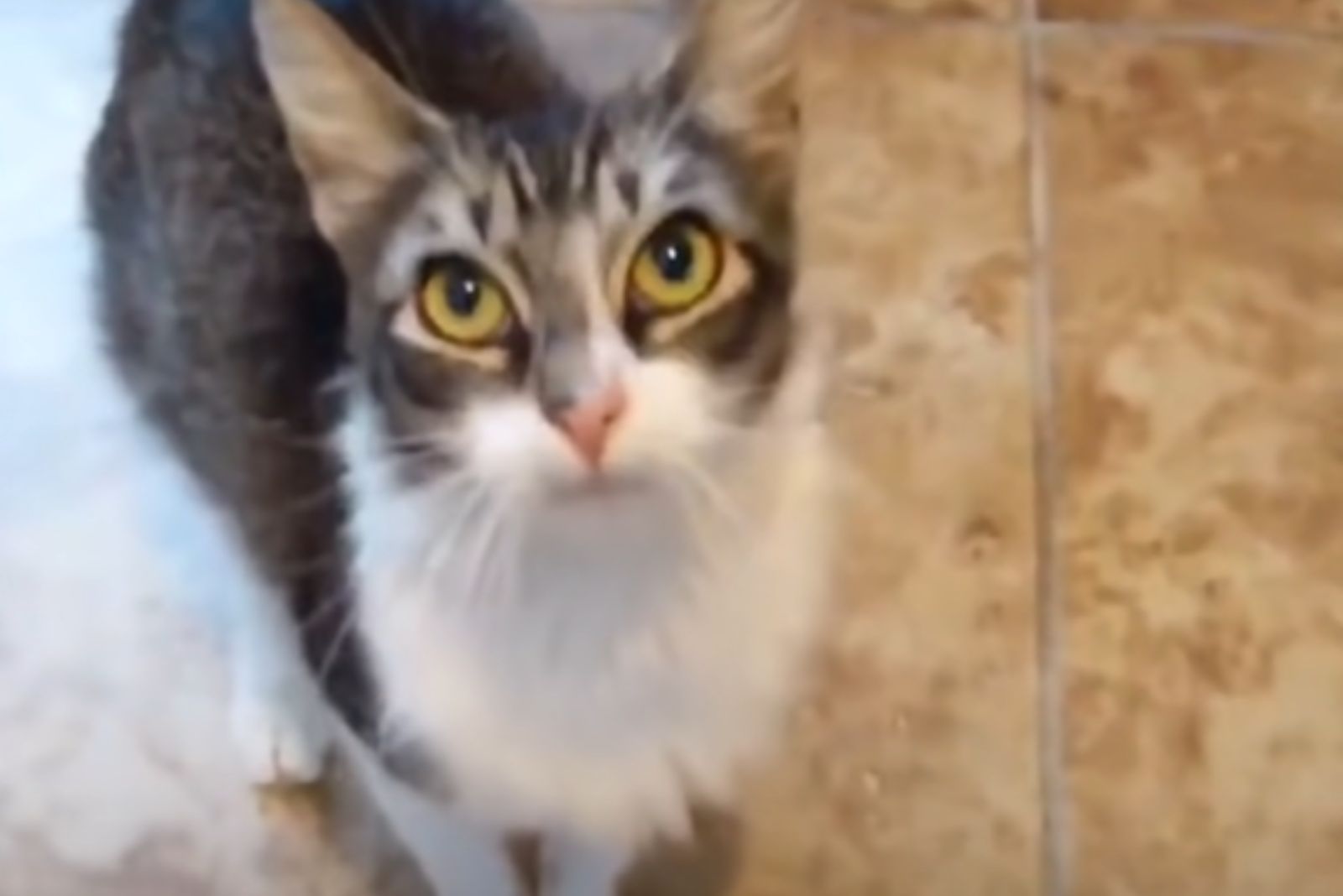 mom cat with beautiful eyes
