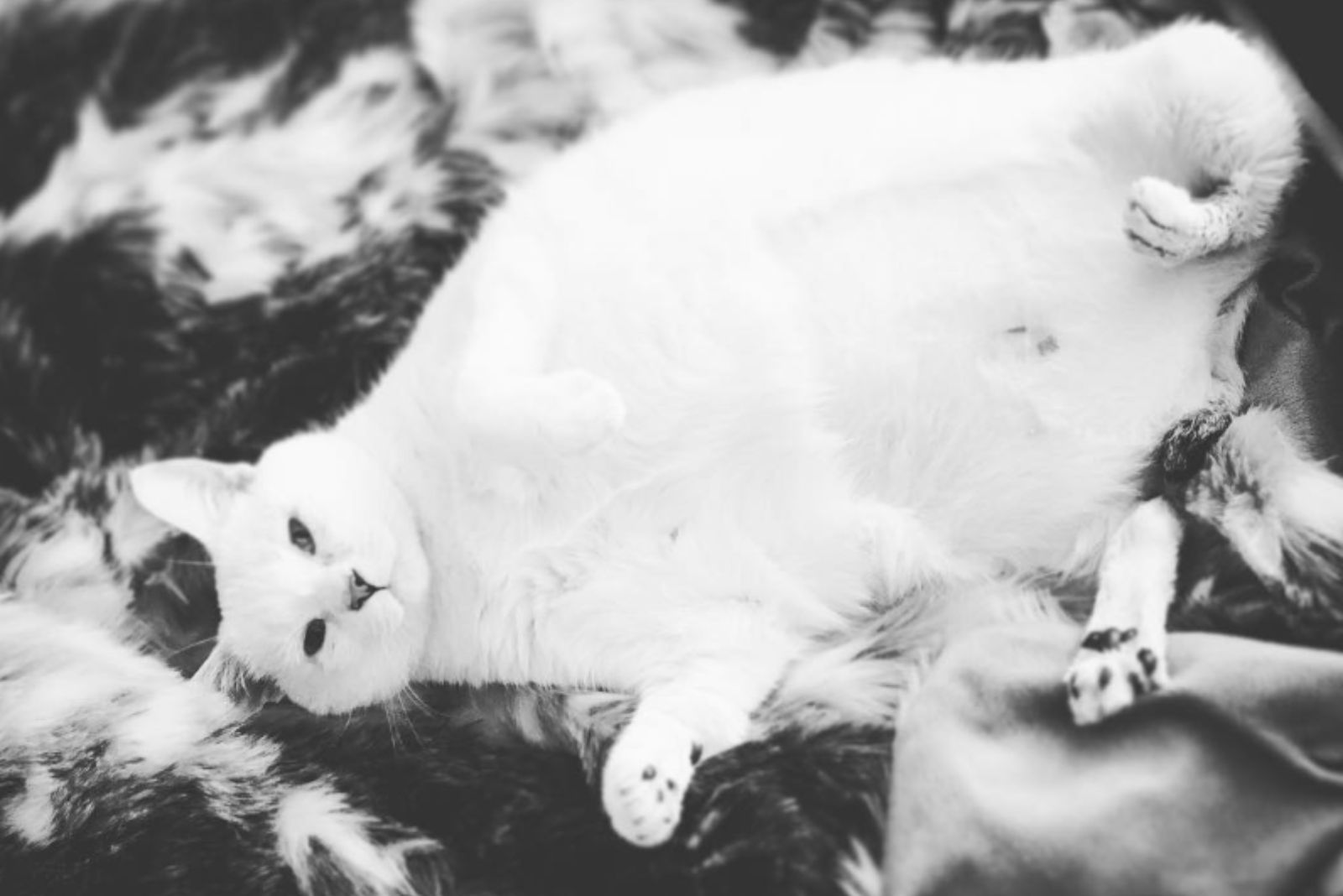 mom cat