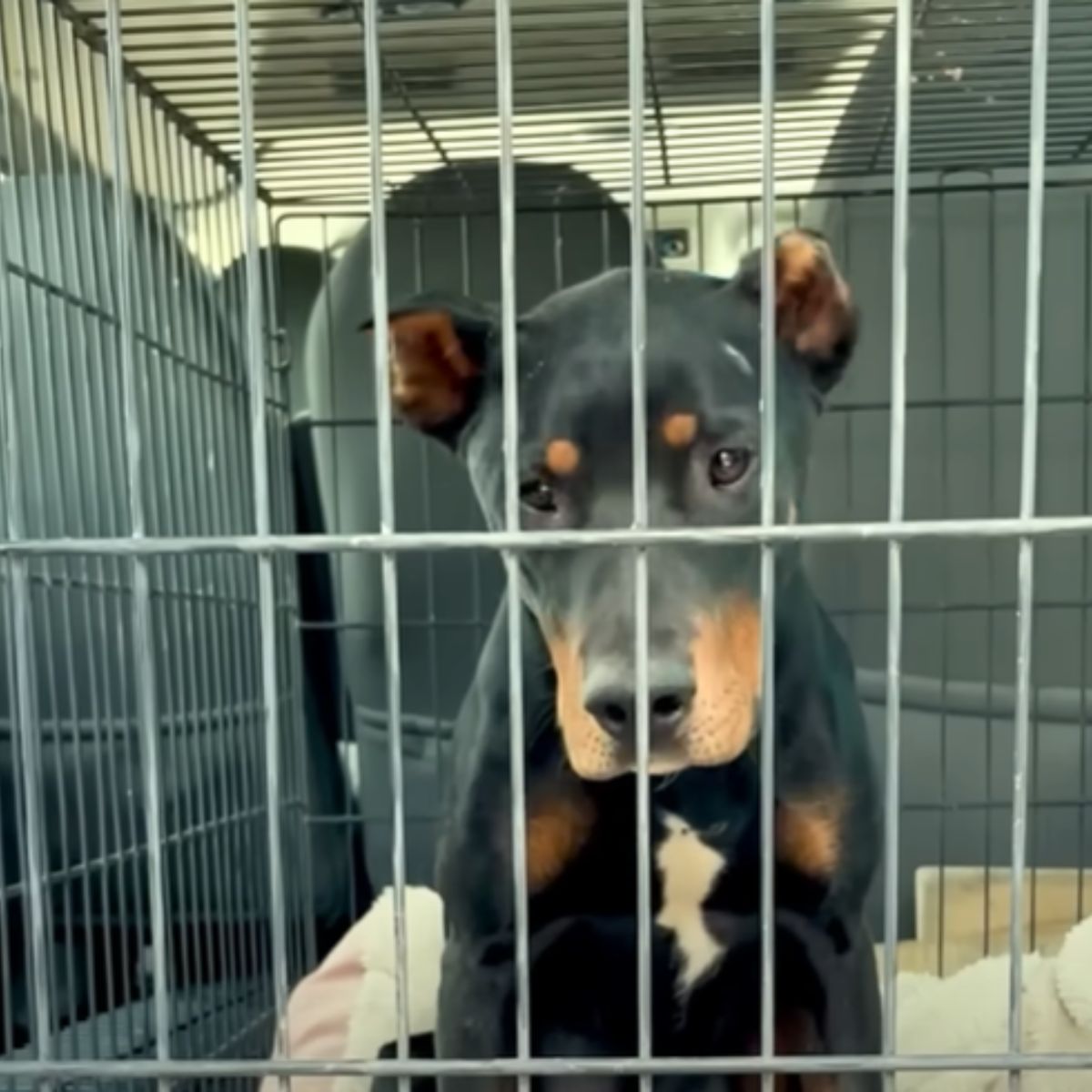 mom dog in a cage