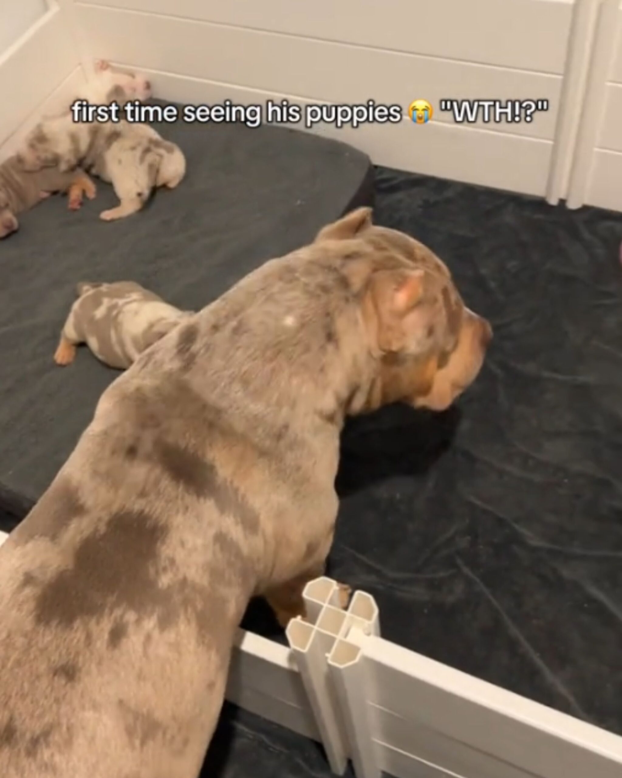 mom dog sees her babies for the first time