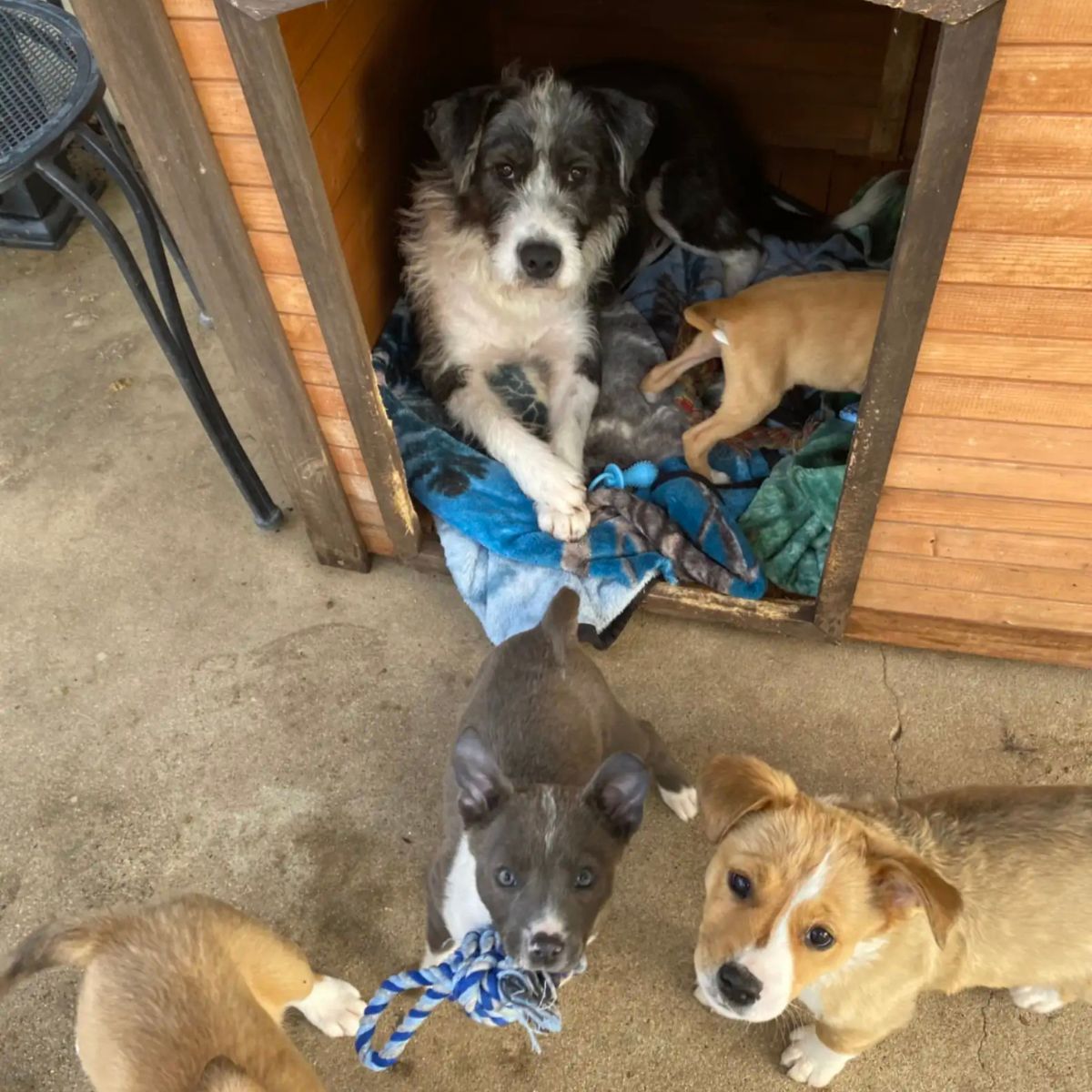 mom dog with her puppies