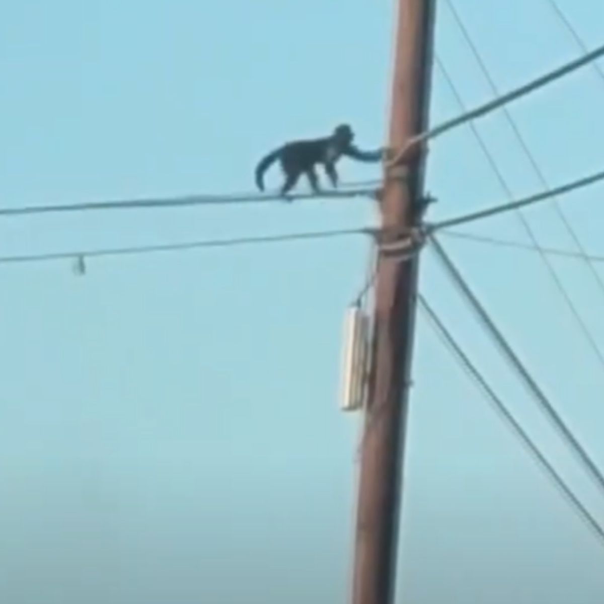 monkey climbed the pole