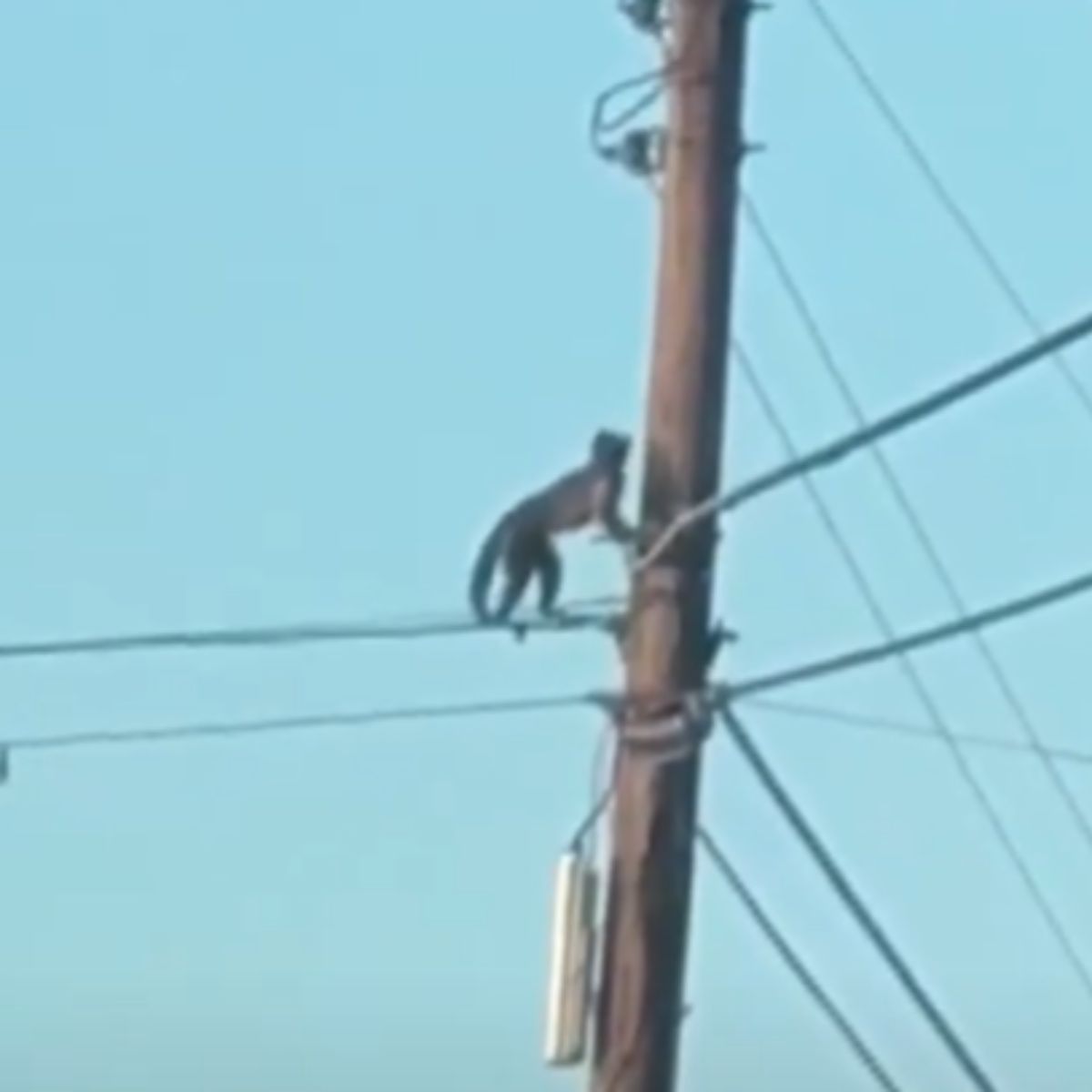 monkey on a pole