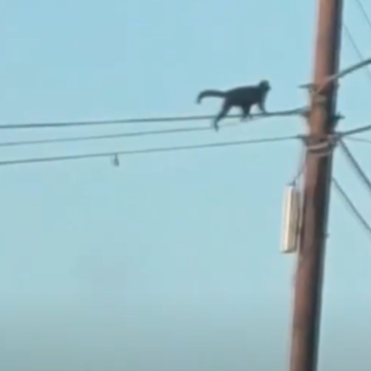 monkey on high