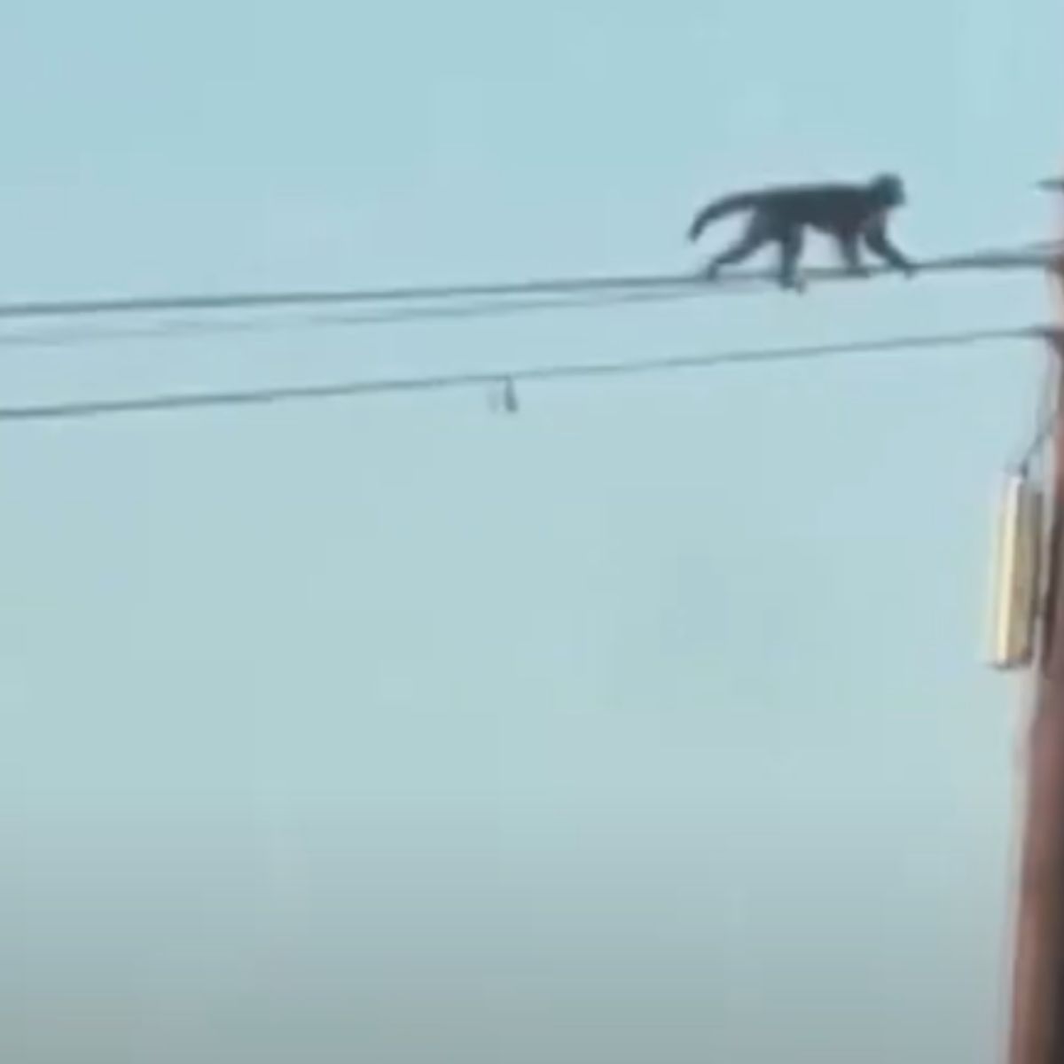 monkey walks on the wires