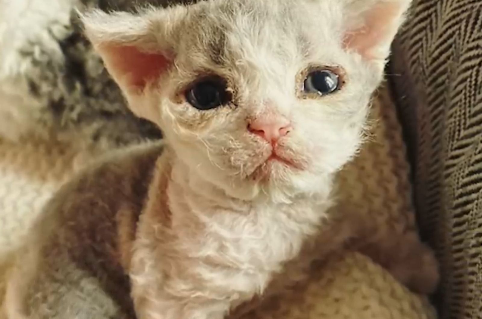 montana kitten adorable