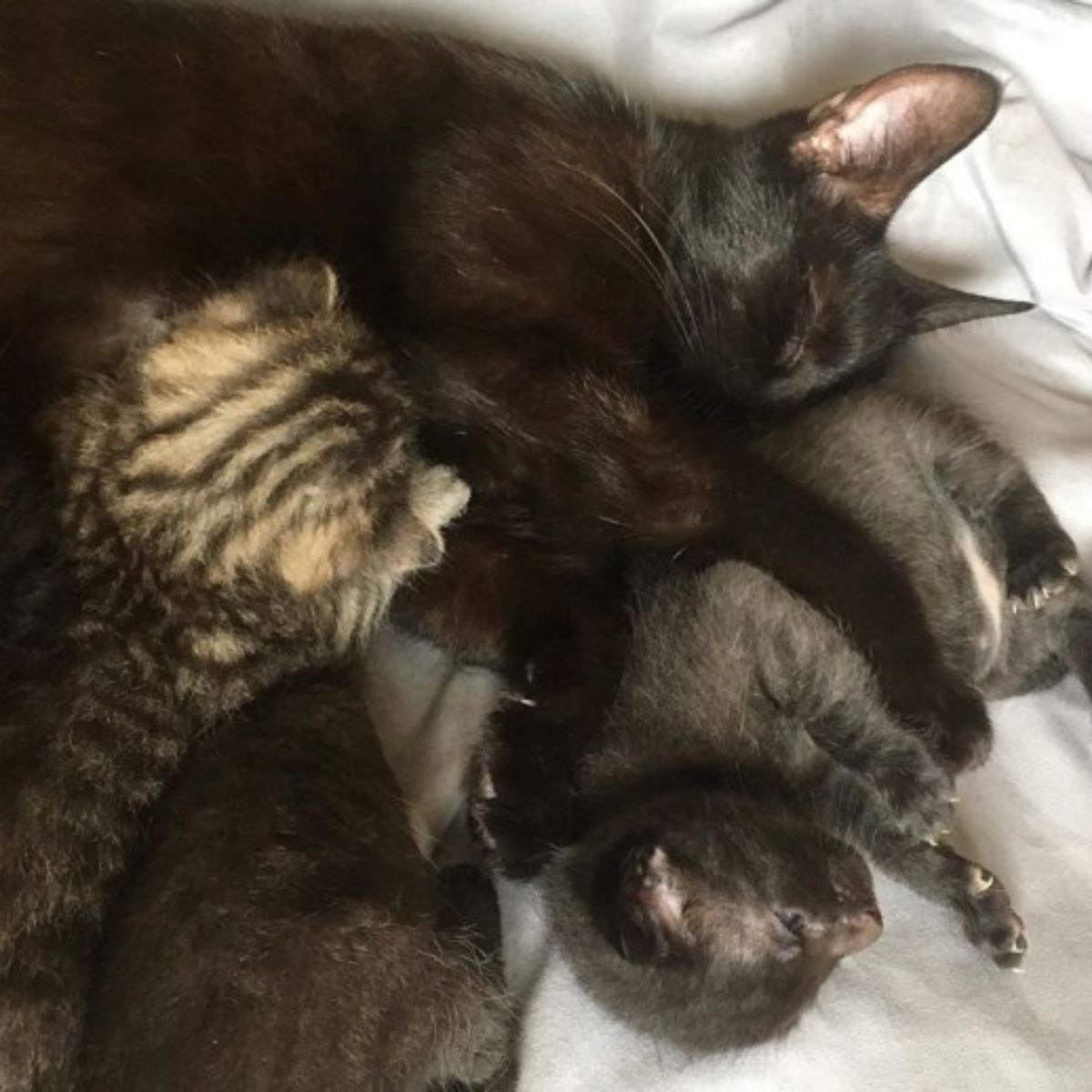mother cat with born kittens