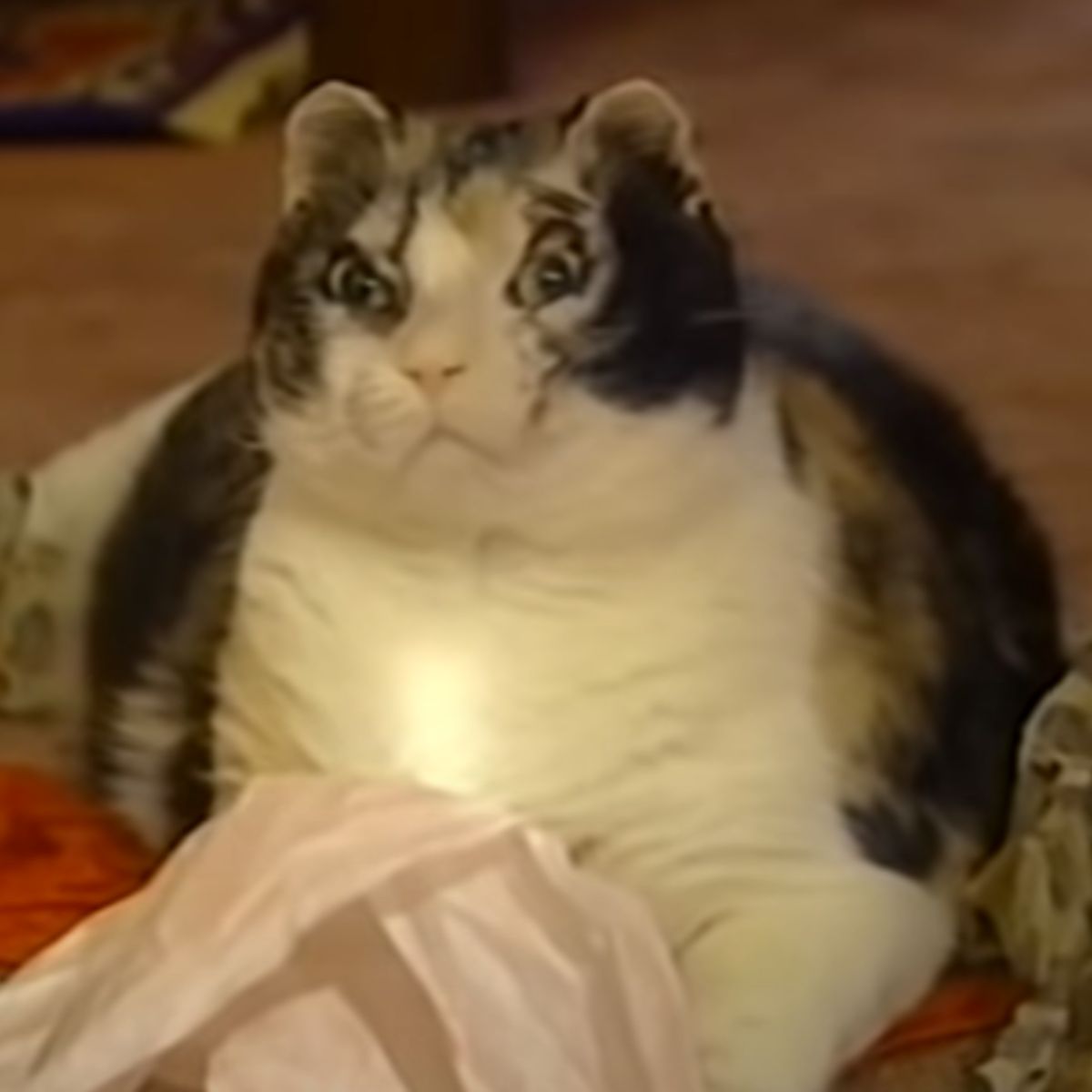 mother cat with injured face